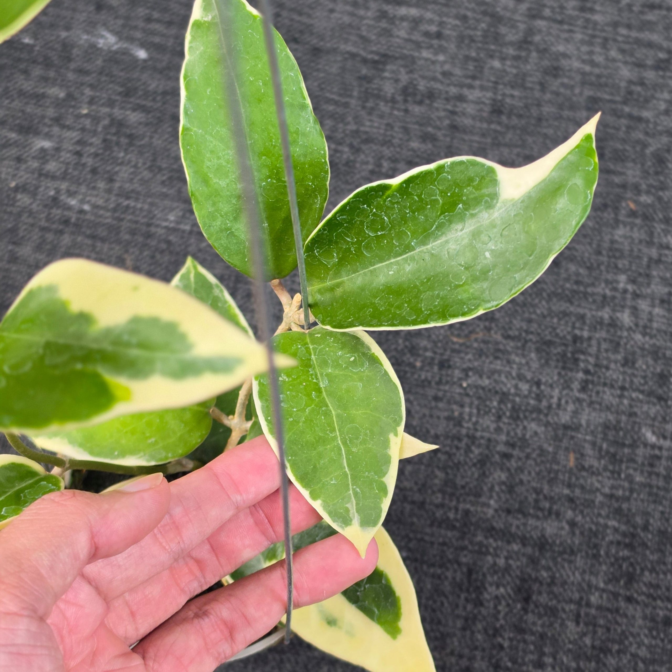 Hoya panglayensis 'Albomarginata' - Image 4