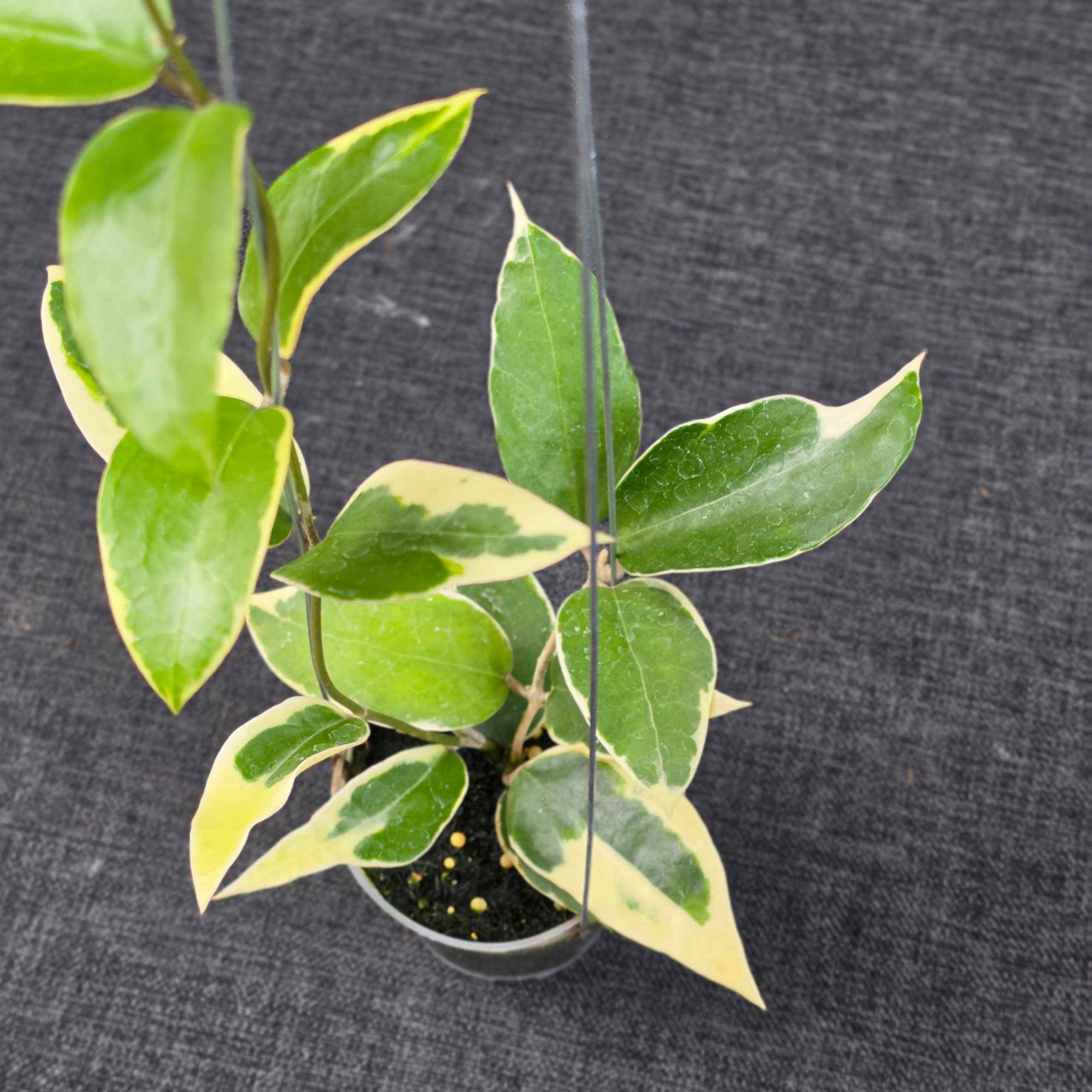Hoya panglayensis 'Albomarginata' - Image 5