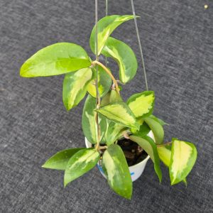 Hoya panglayensis 'Inner Variegata'