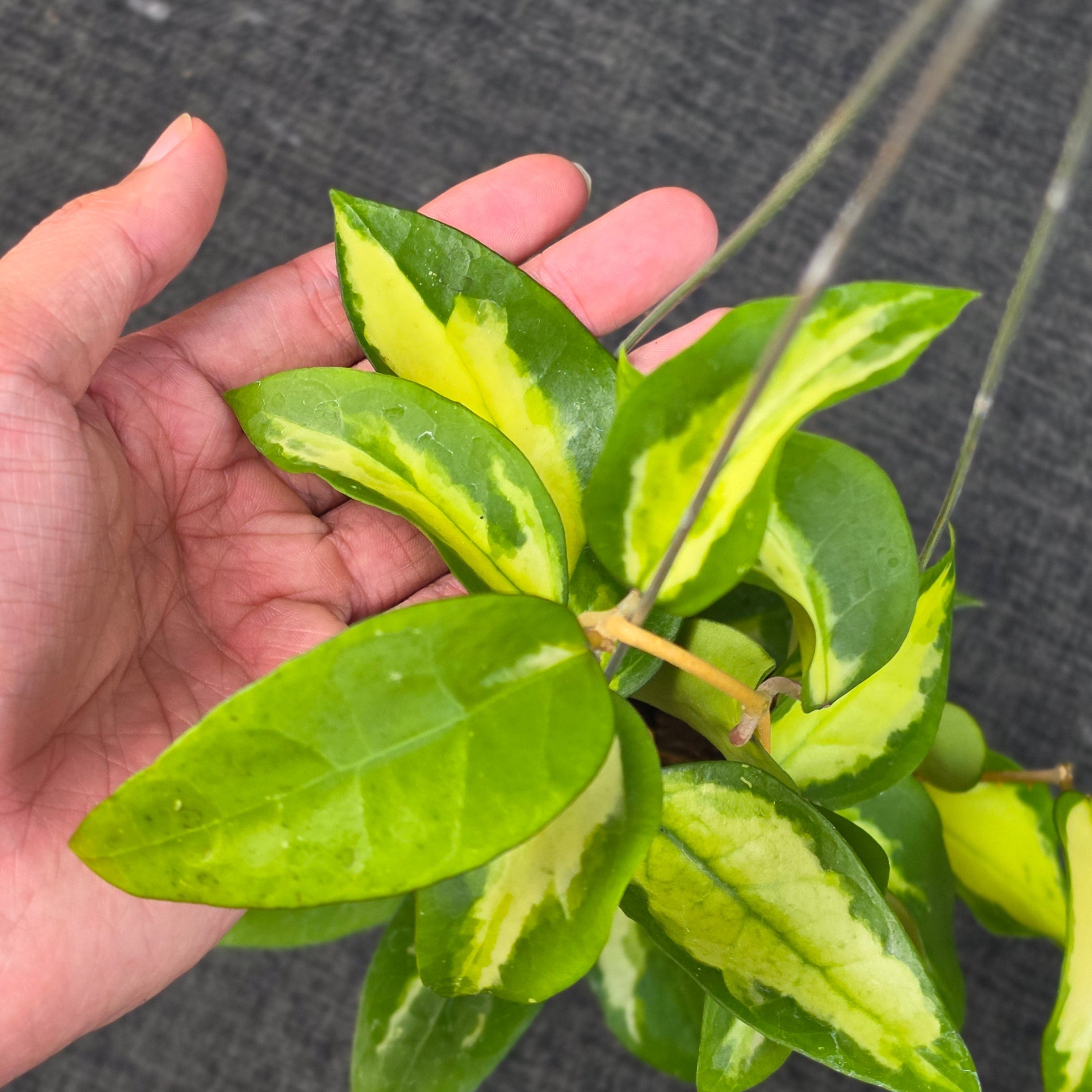 Hoya panglayensis 'Inner Variegata' - Image 2