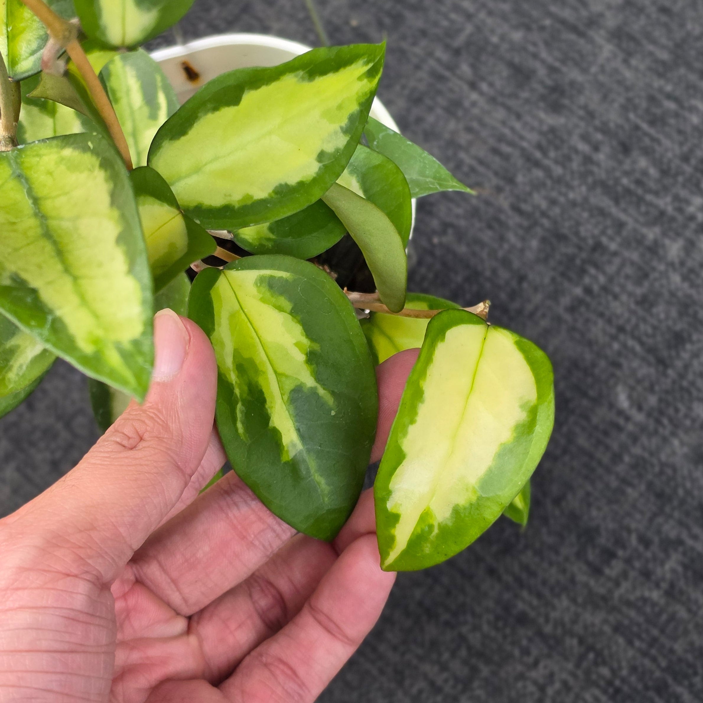 Hoya panglayensis 'Inner Variegata' - Image 3