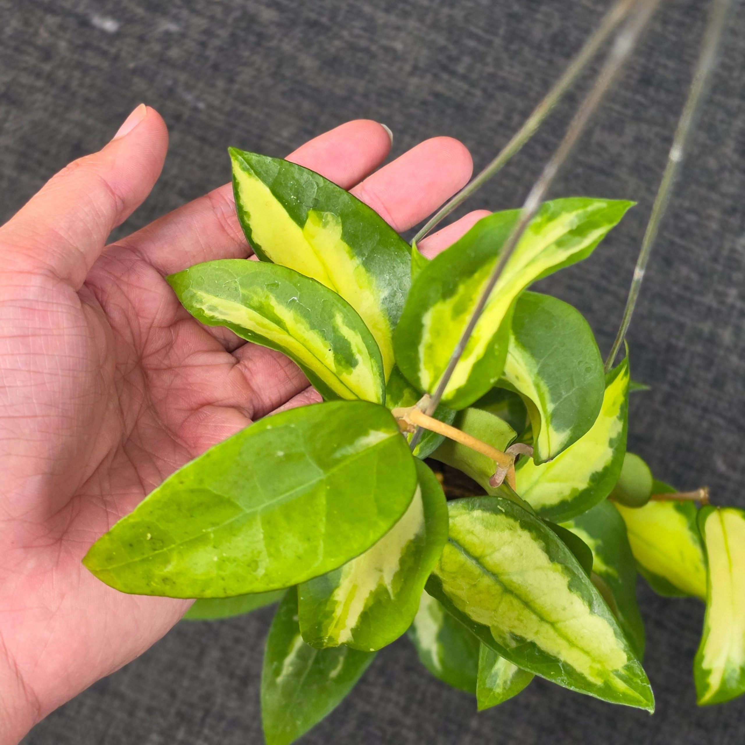 Hoya panglayensis 'Inner Variegata' - Image 4