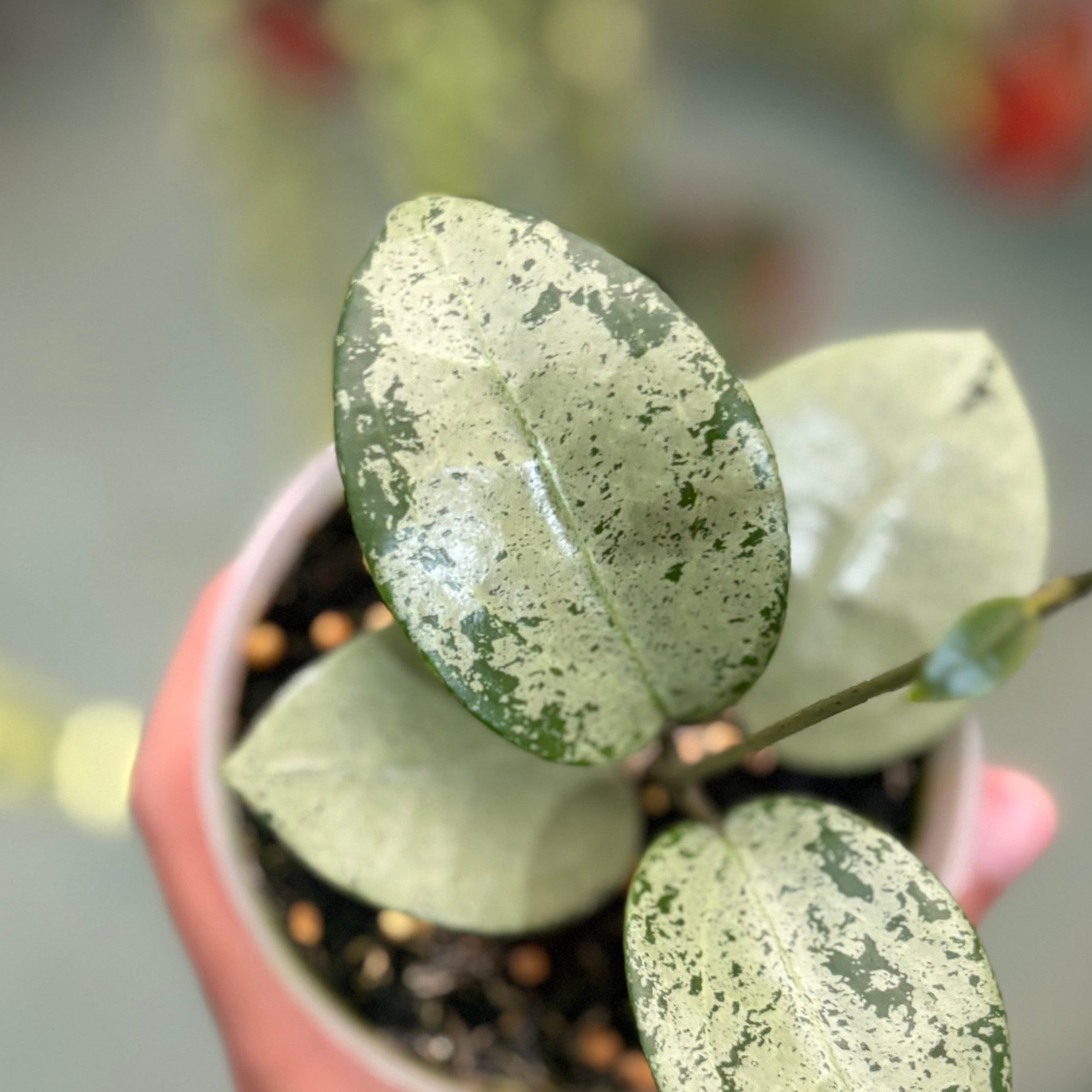 Hoya parasitica silver heart - Image 2