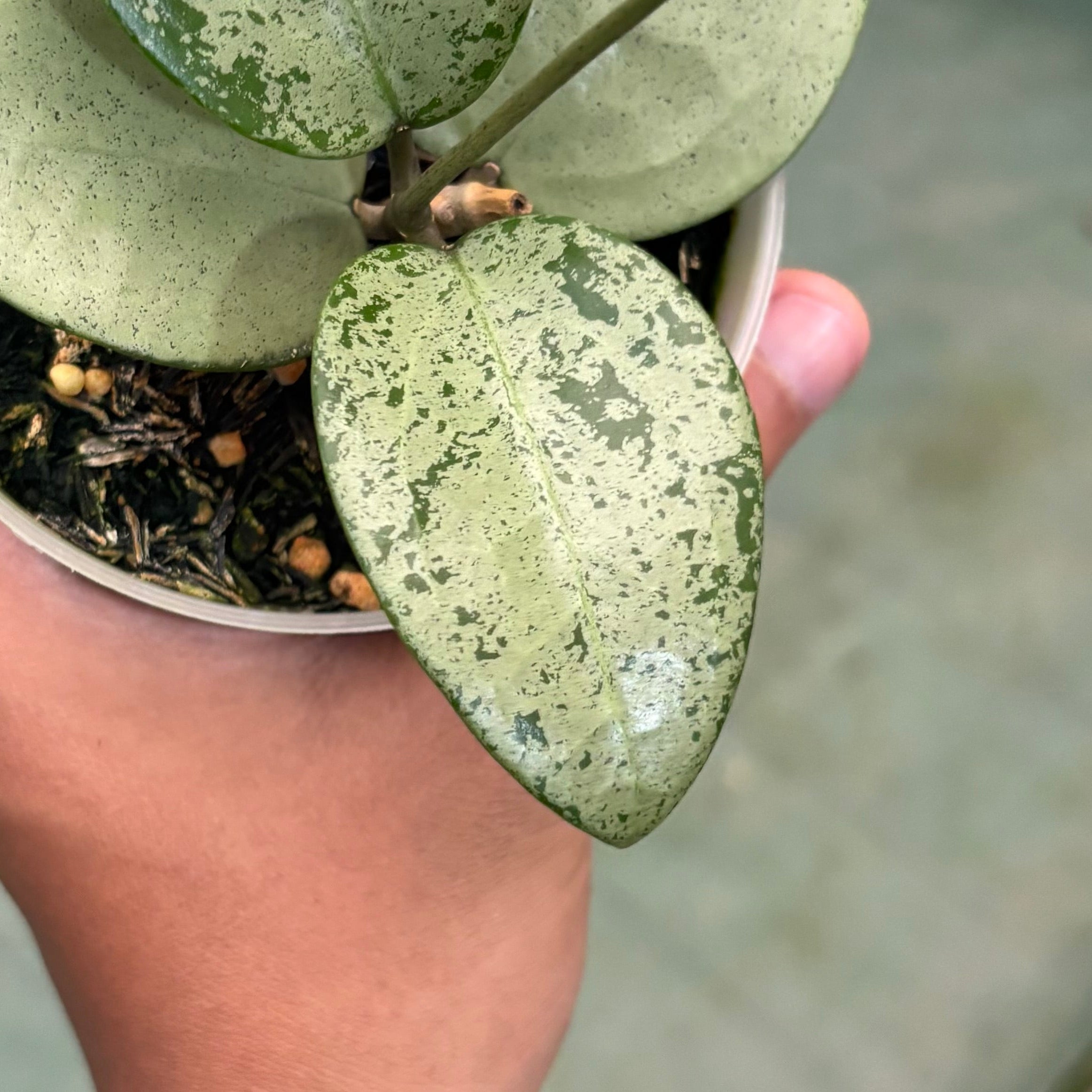 Hoya parasitica silver heart - Image 3