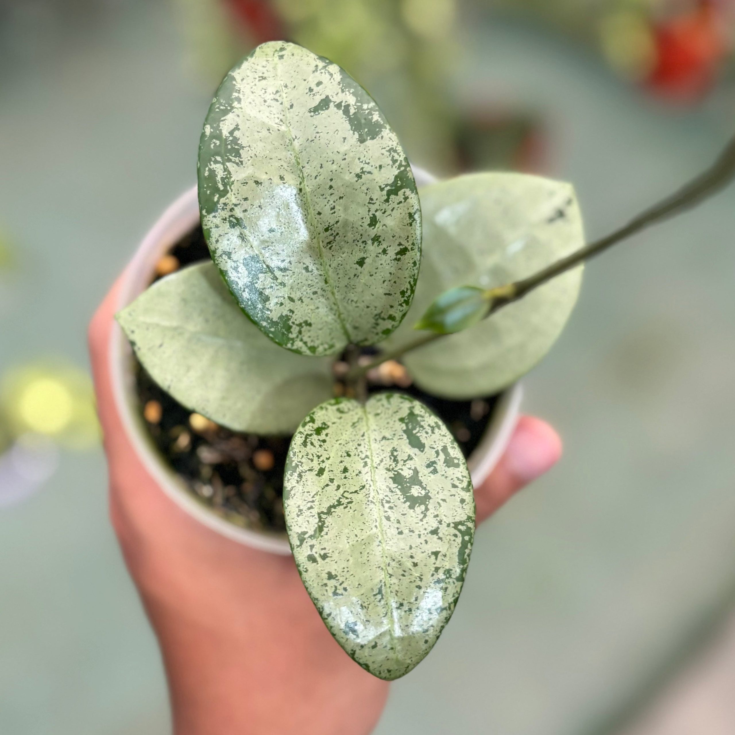 Hoya parasitica silver heart - Image 4