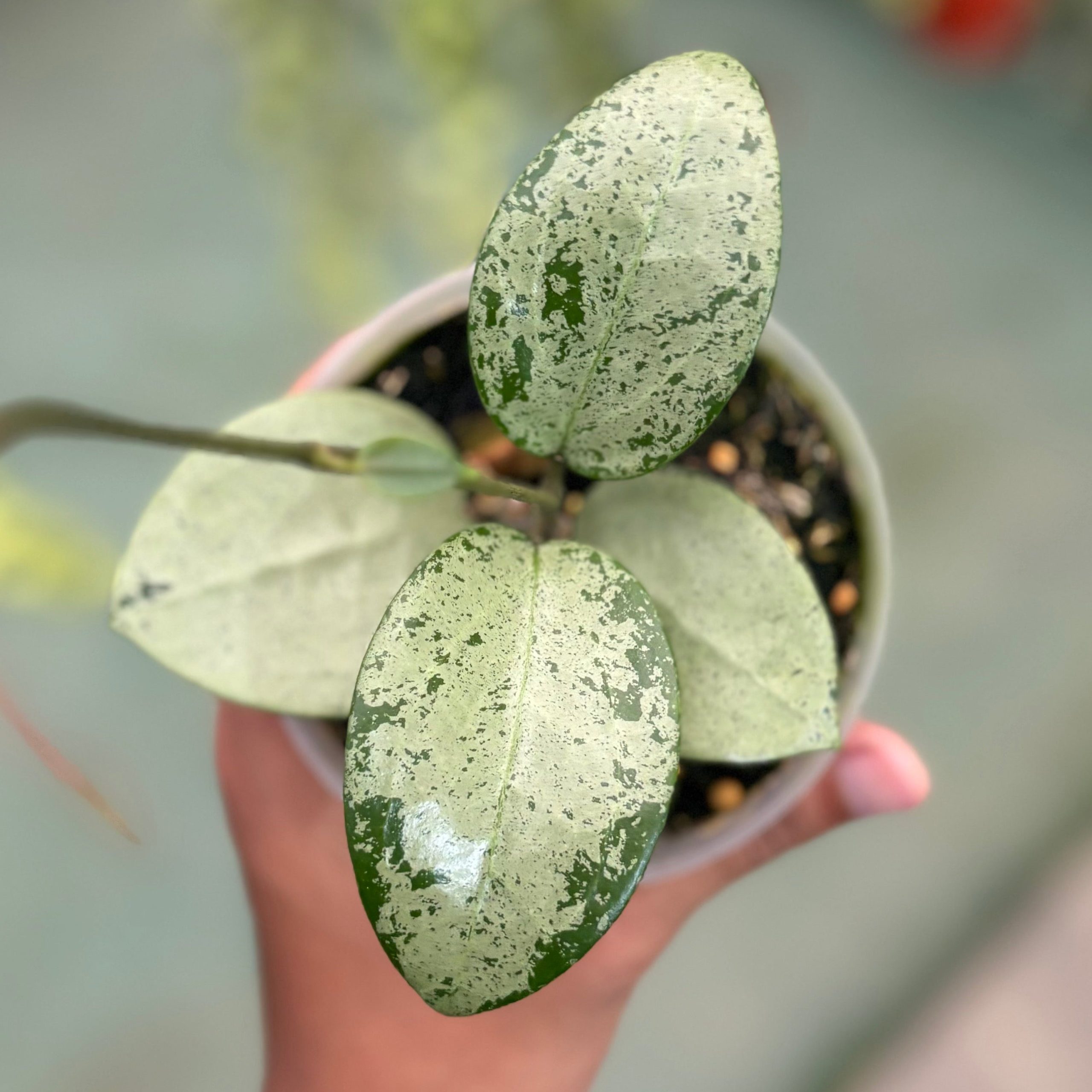 Hoya parasitica silver heart - Image 5