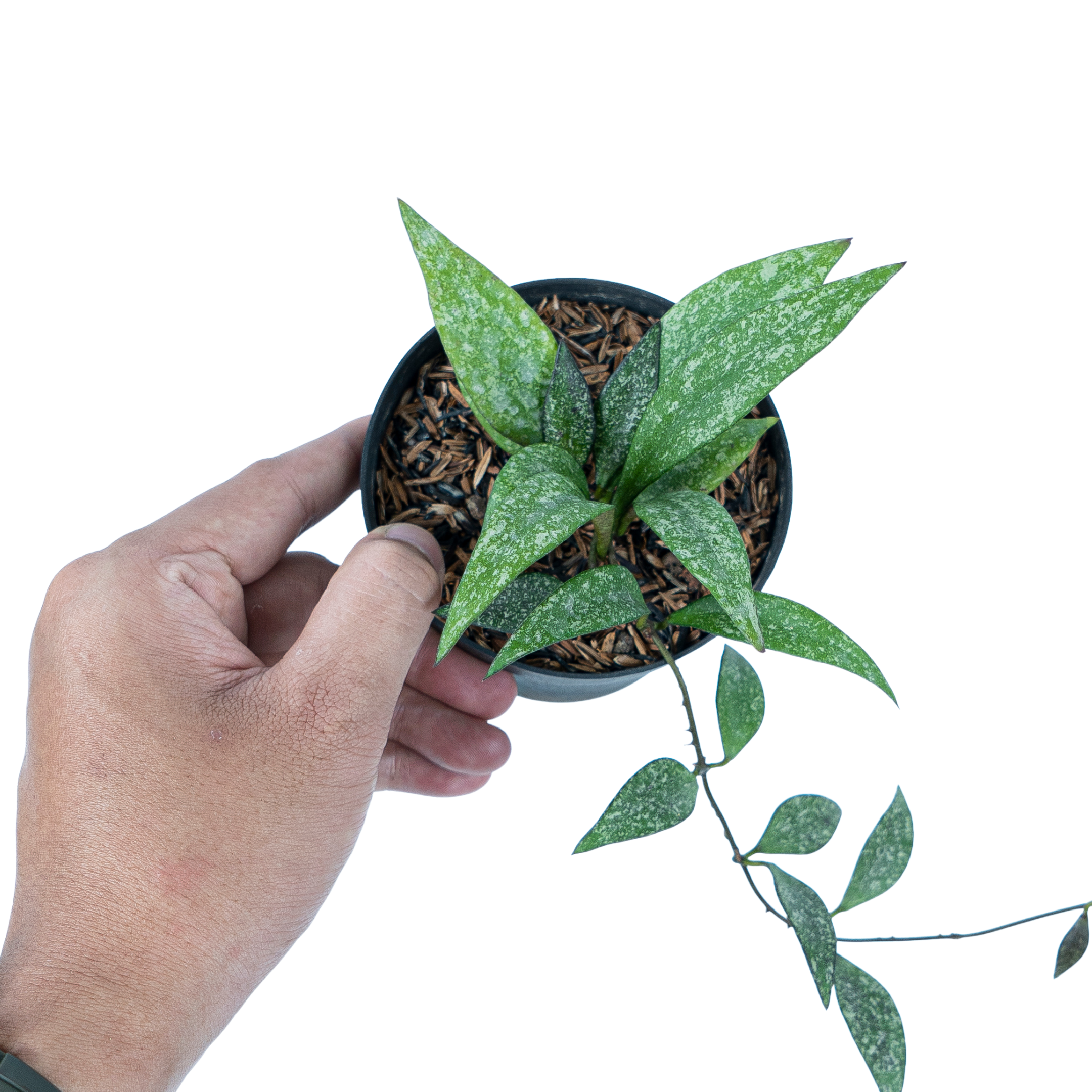 Hoya Parviflora Splash - Image 2