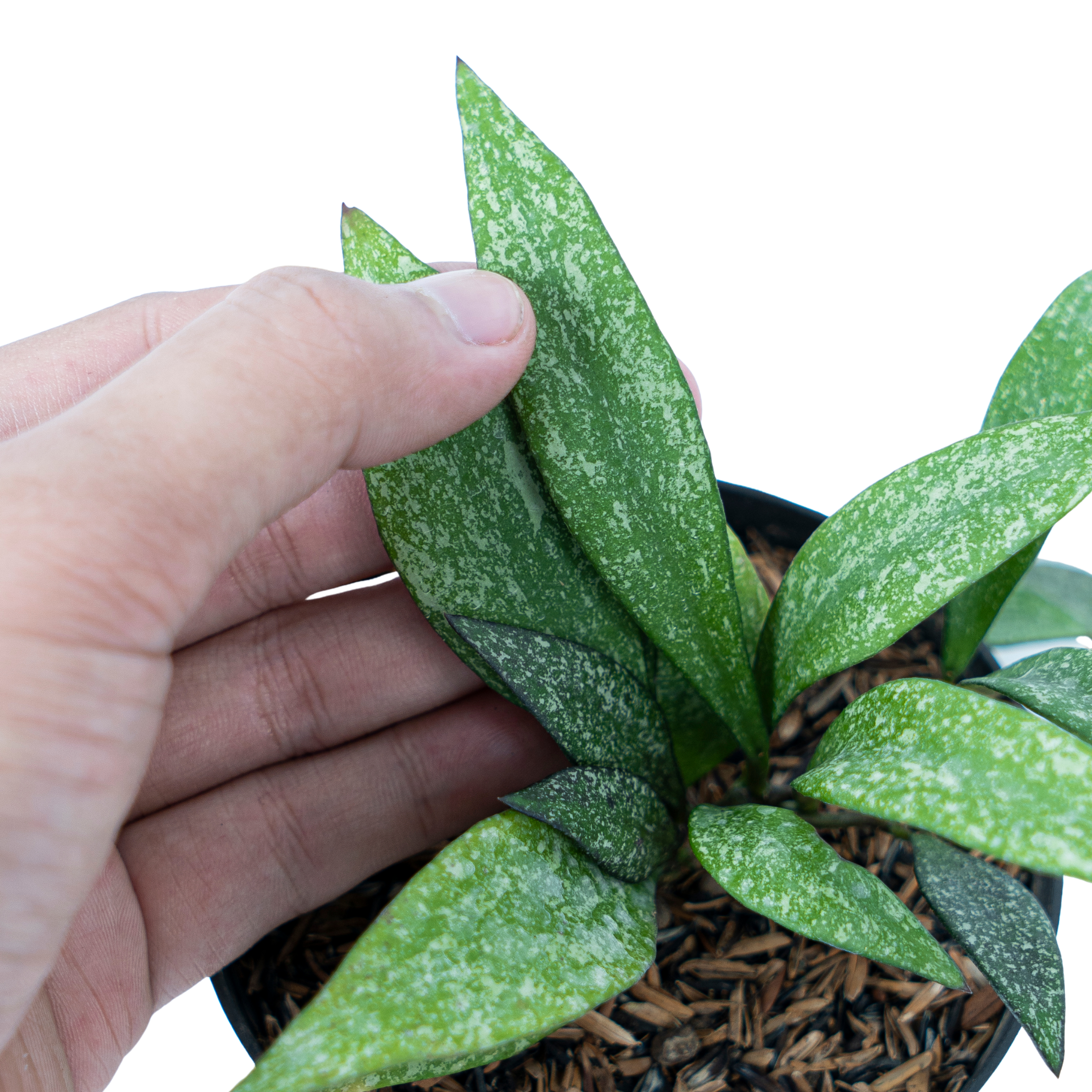 Hoya Parviflora Splash - Image 3