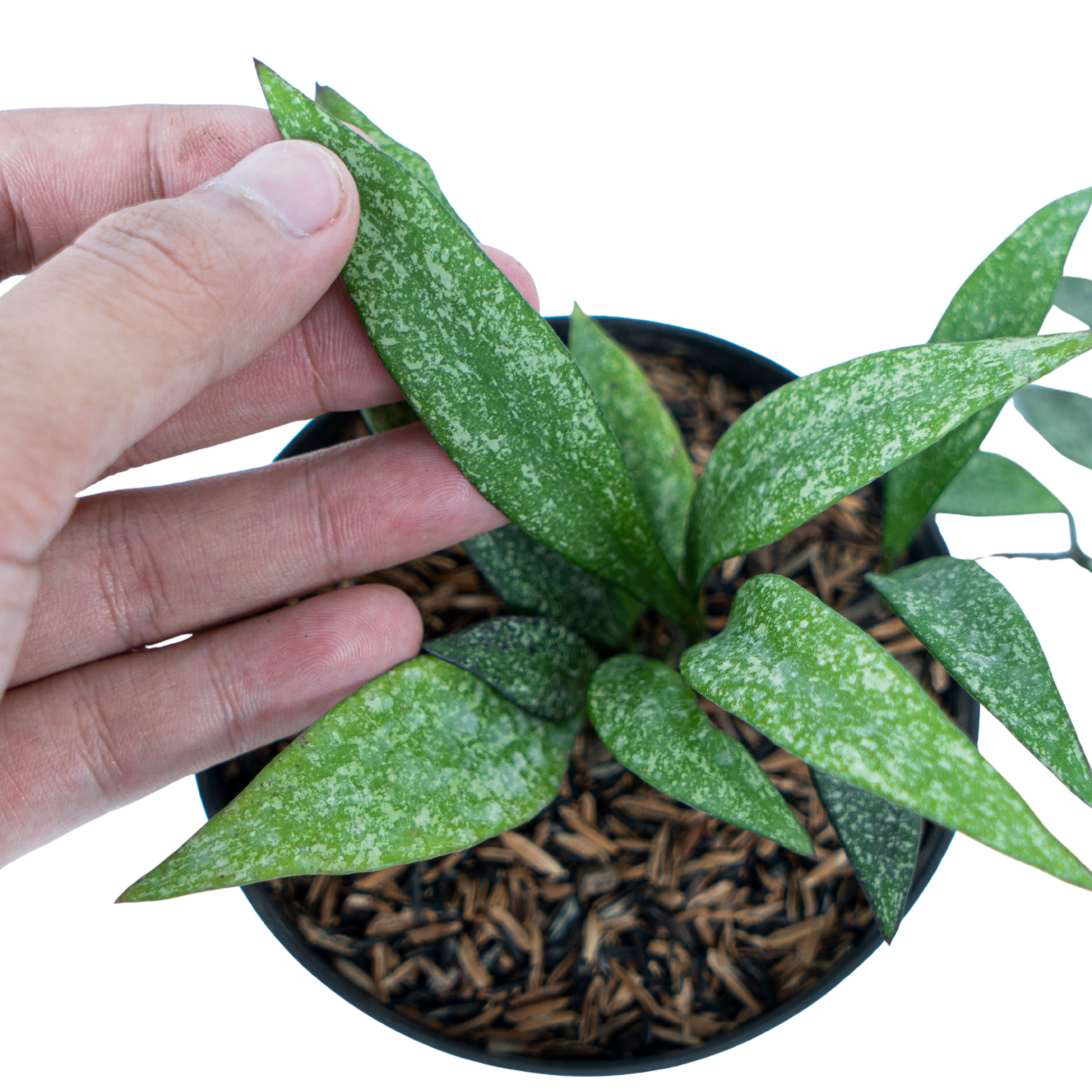 Hoya Parviflora Splash - Image 4
