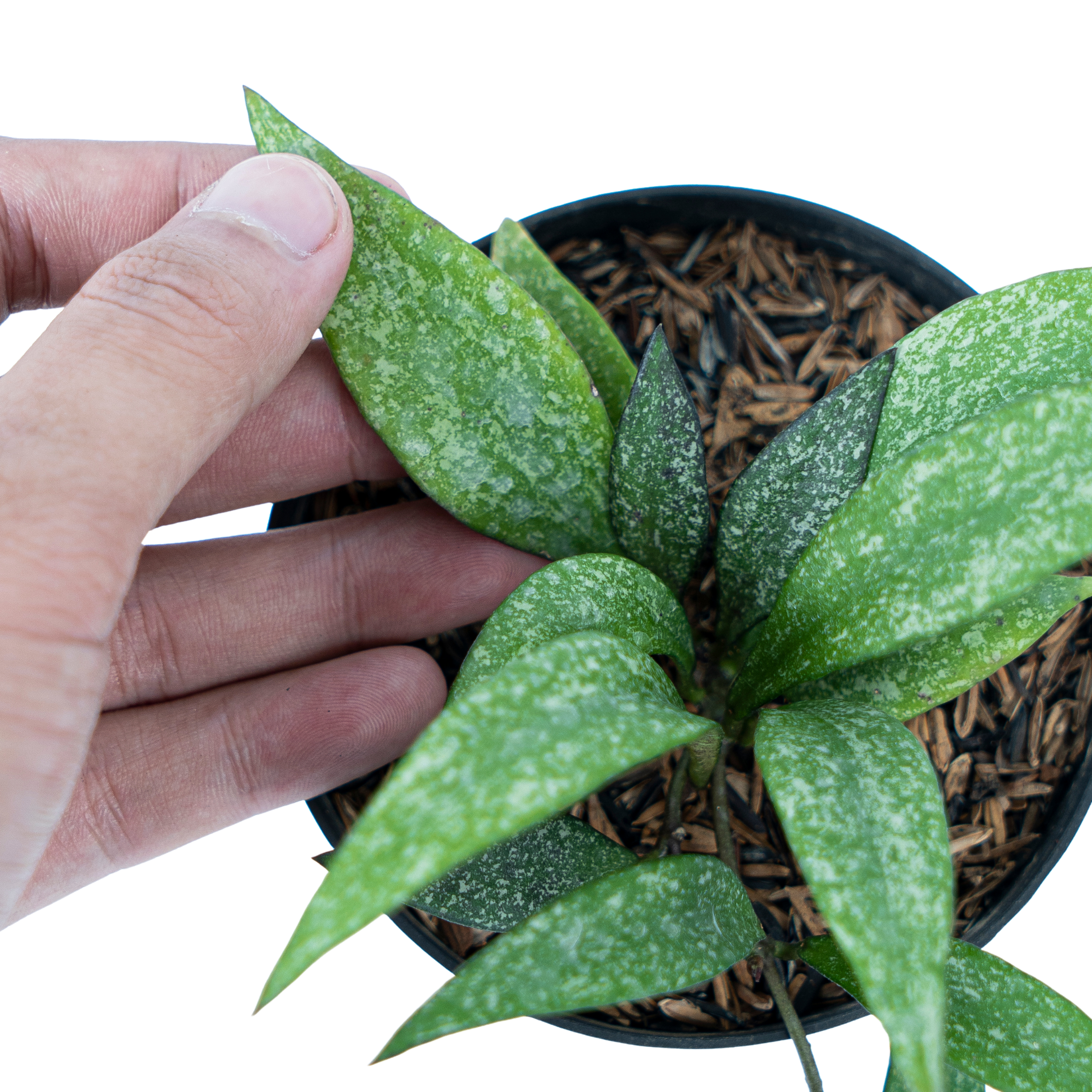 Hoya Parviflora Splash - Image 5