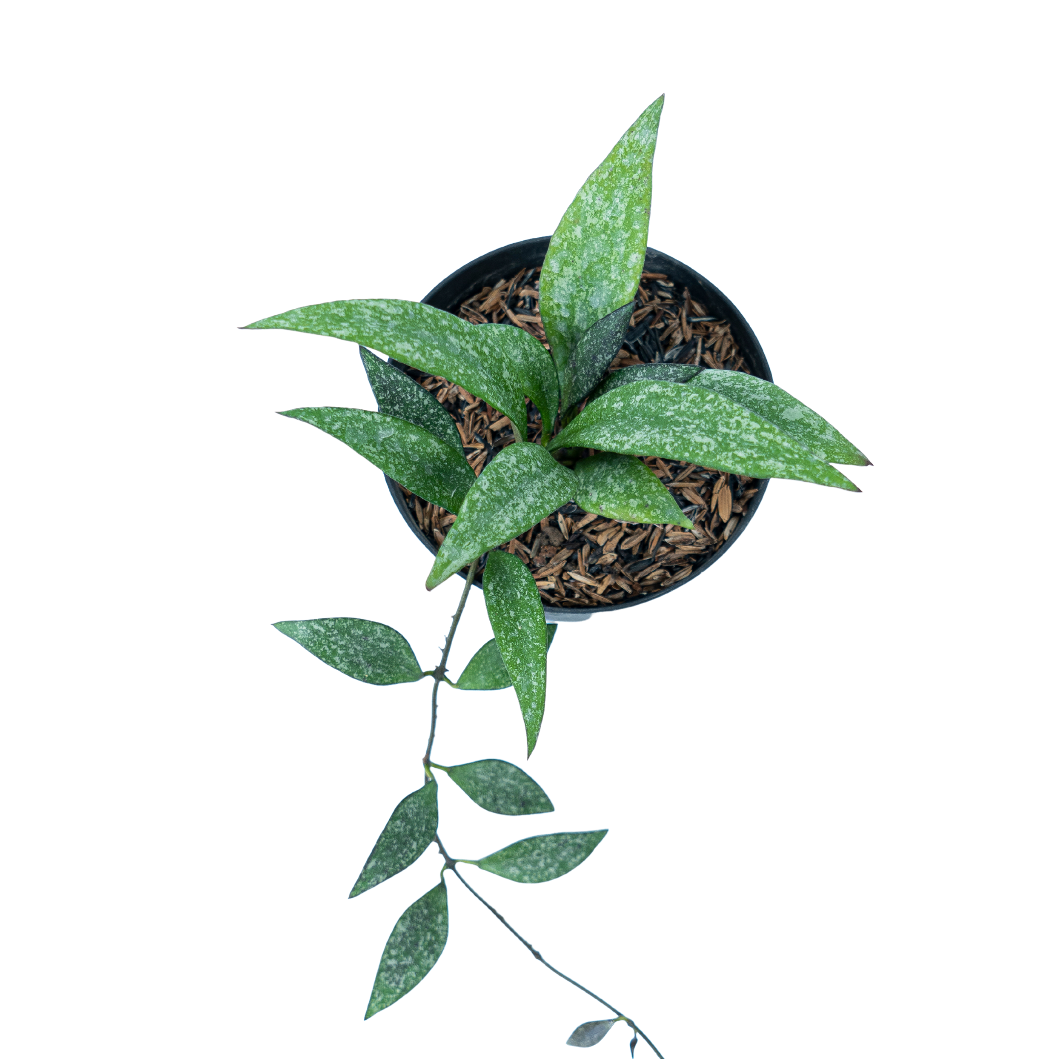 Hoya Parviflora Splash - Image 6