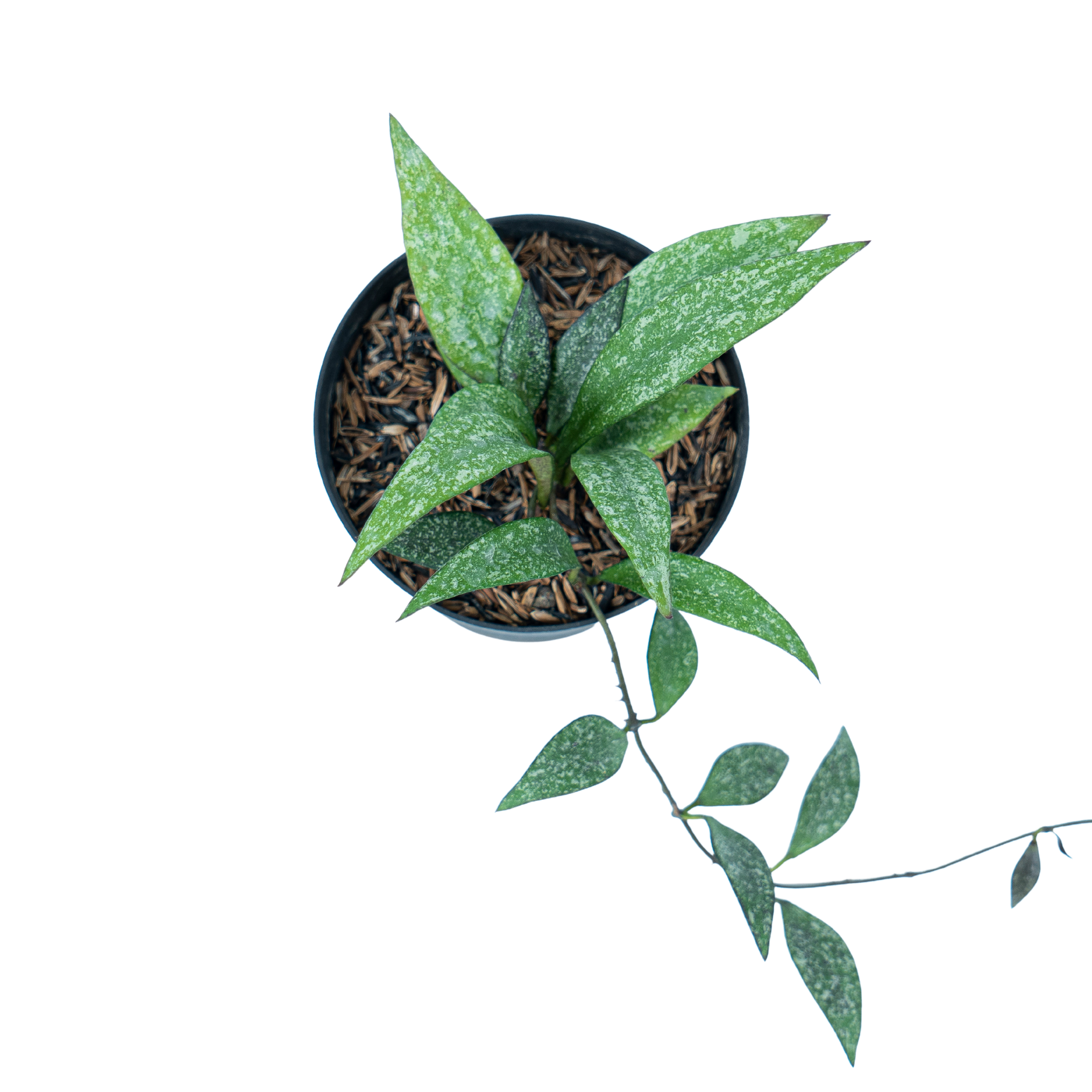 Hoya Parviflora Splash - Image 7