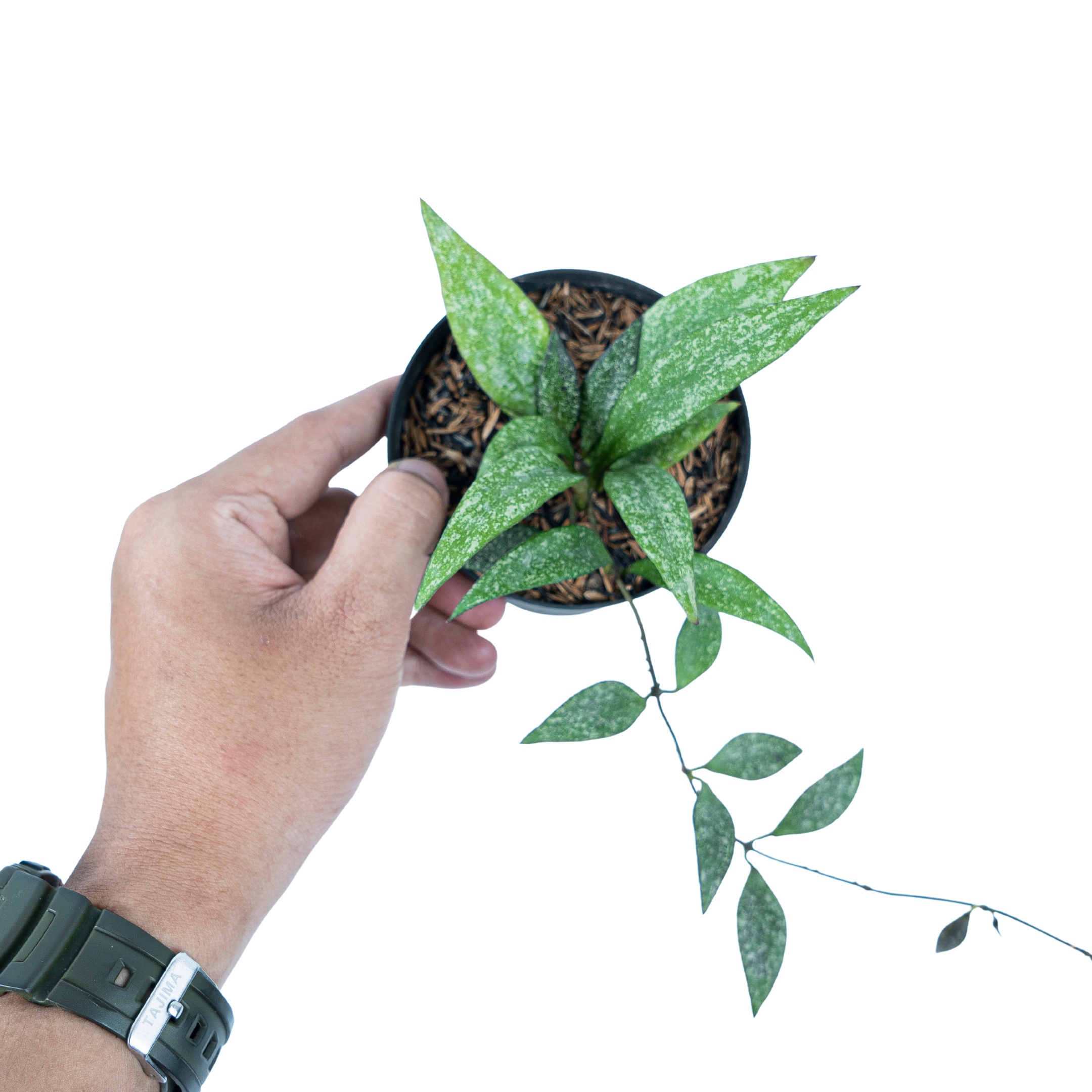 Hoya Parviflora Splash - Image 8