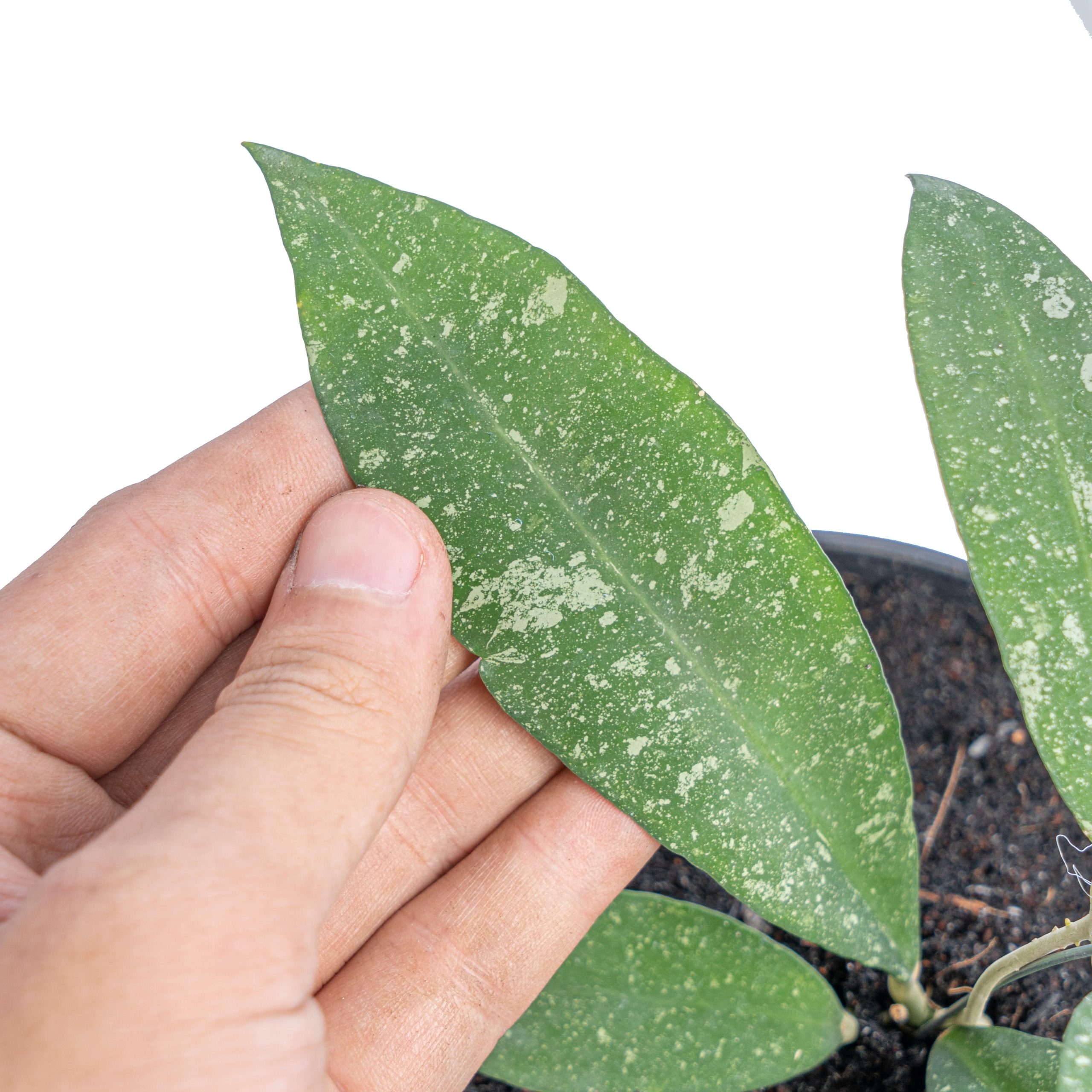 Hoya Polypus splash - Image 2