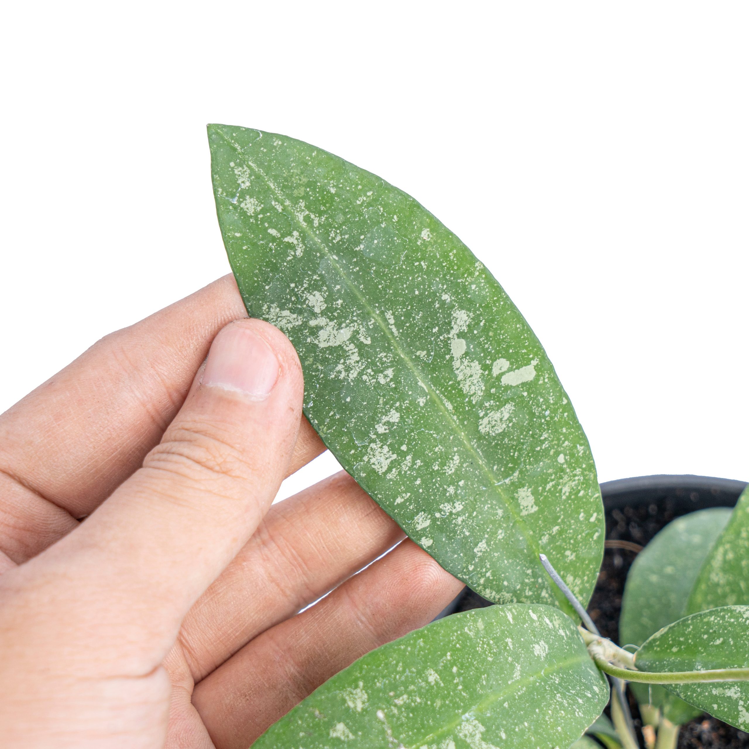 Hoya Polypus splash - Image 3