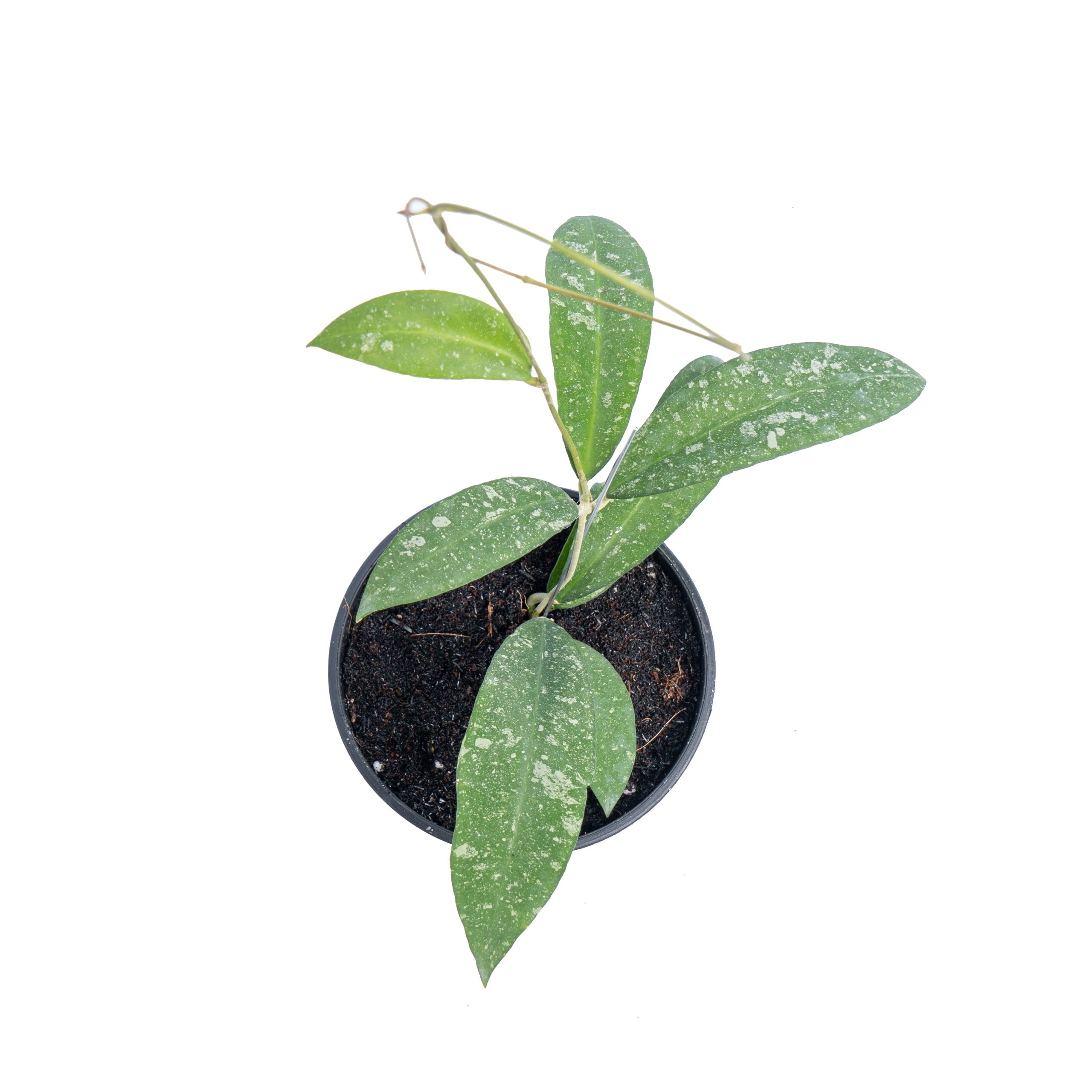 Hoya Polypus splash - Image 4