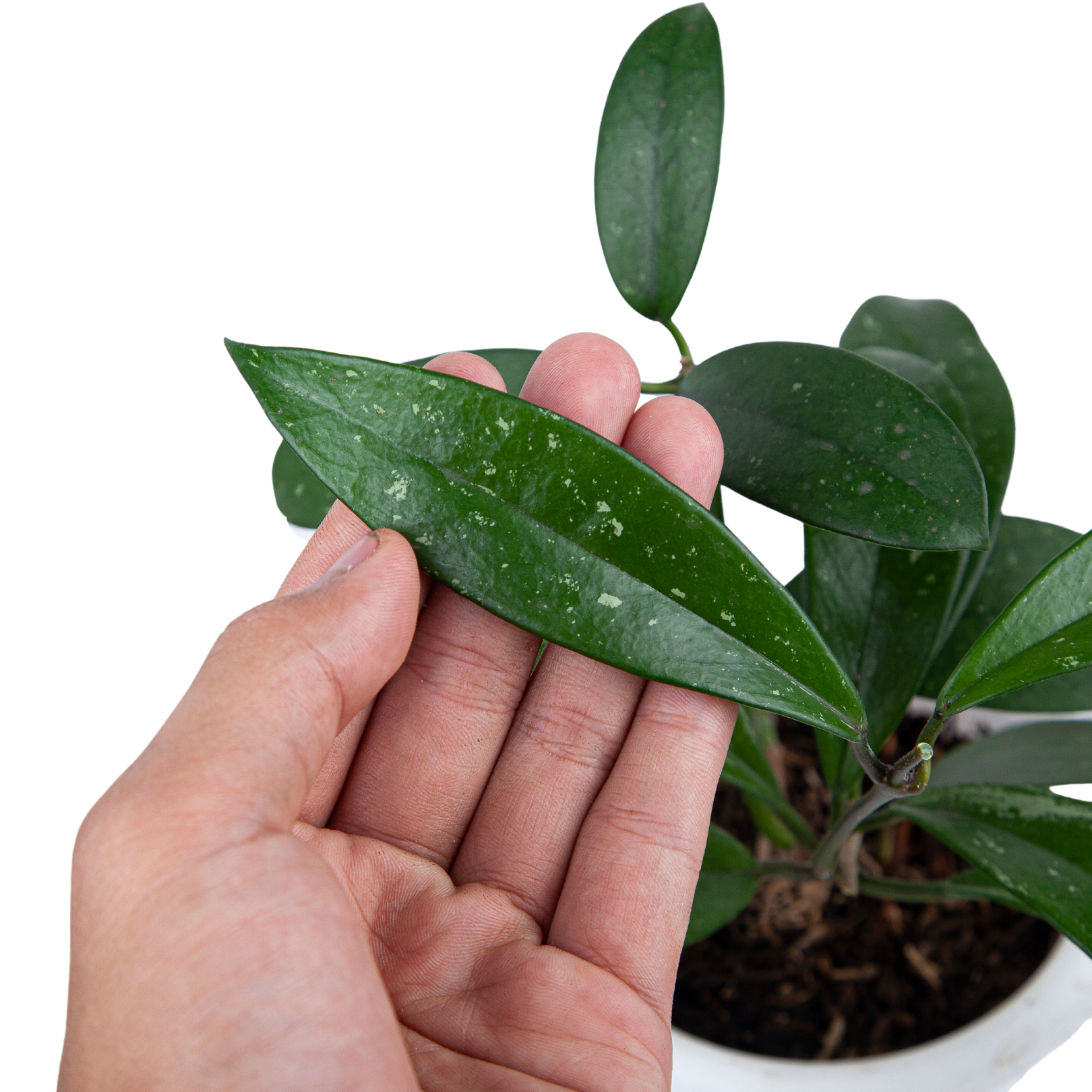 Hoya pubicalyx - Image 2