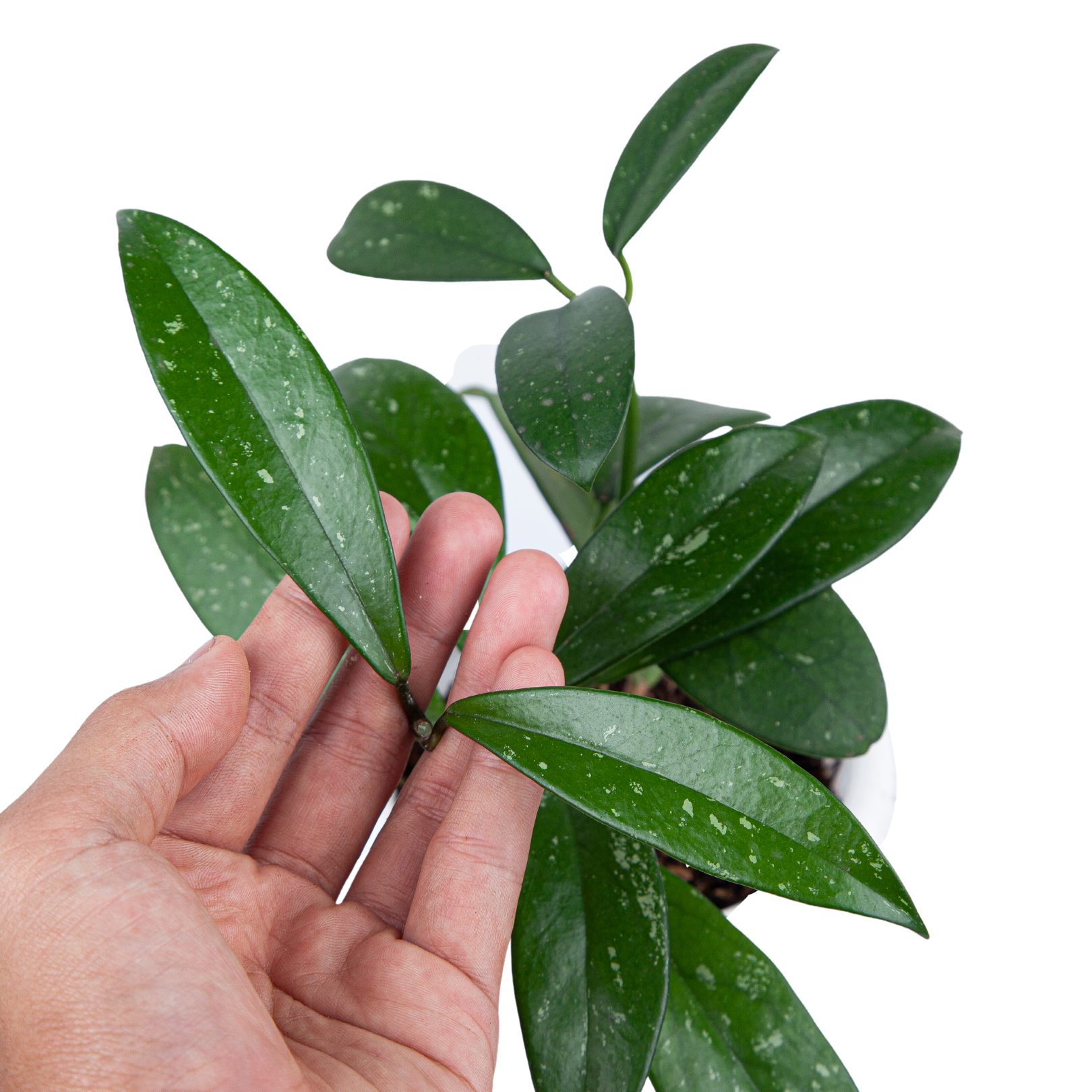 Hoya pubicalyx - Image 3