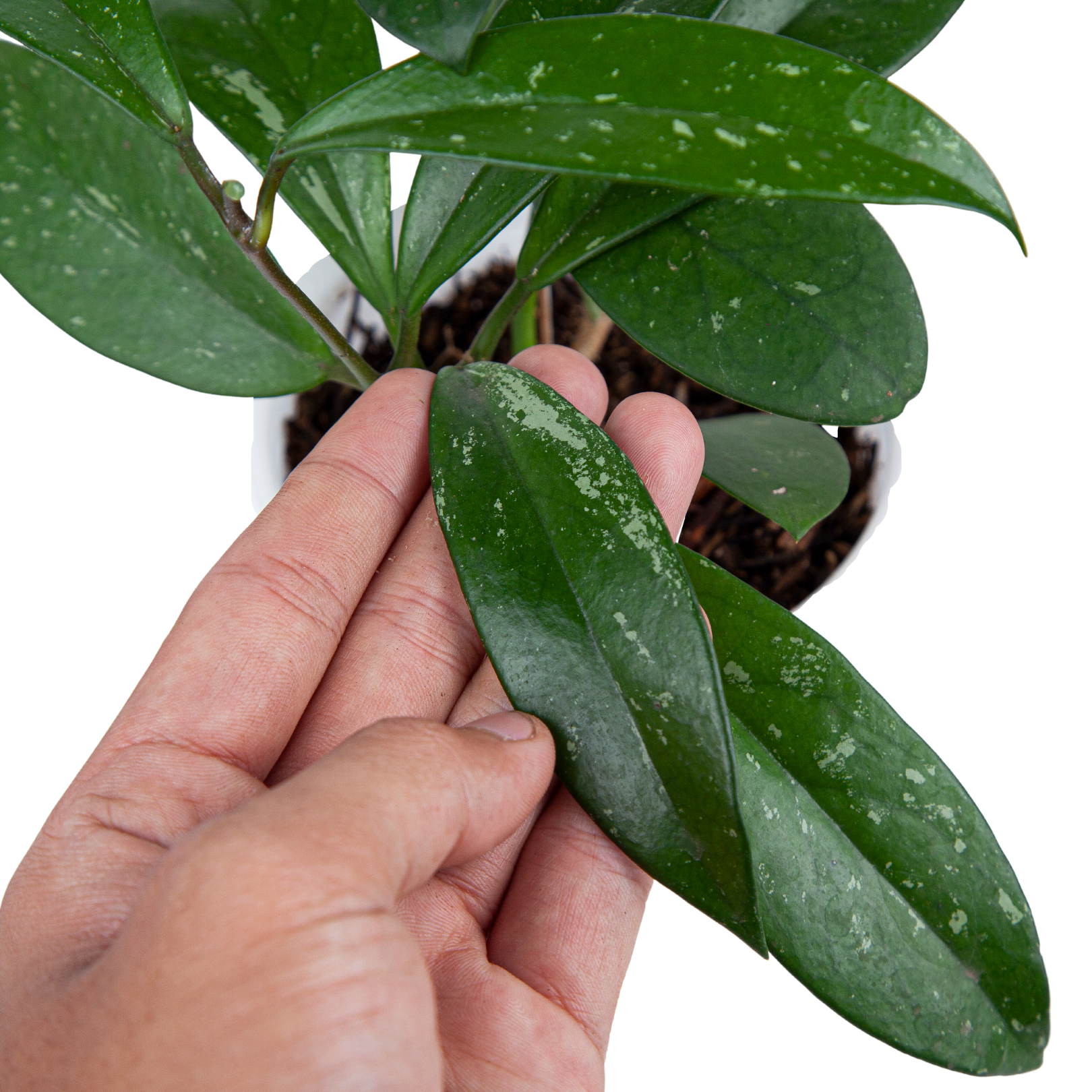 Hoya pubicalyx - Image 4