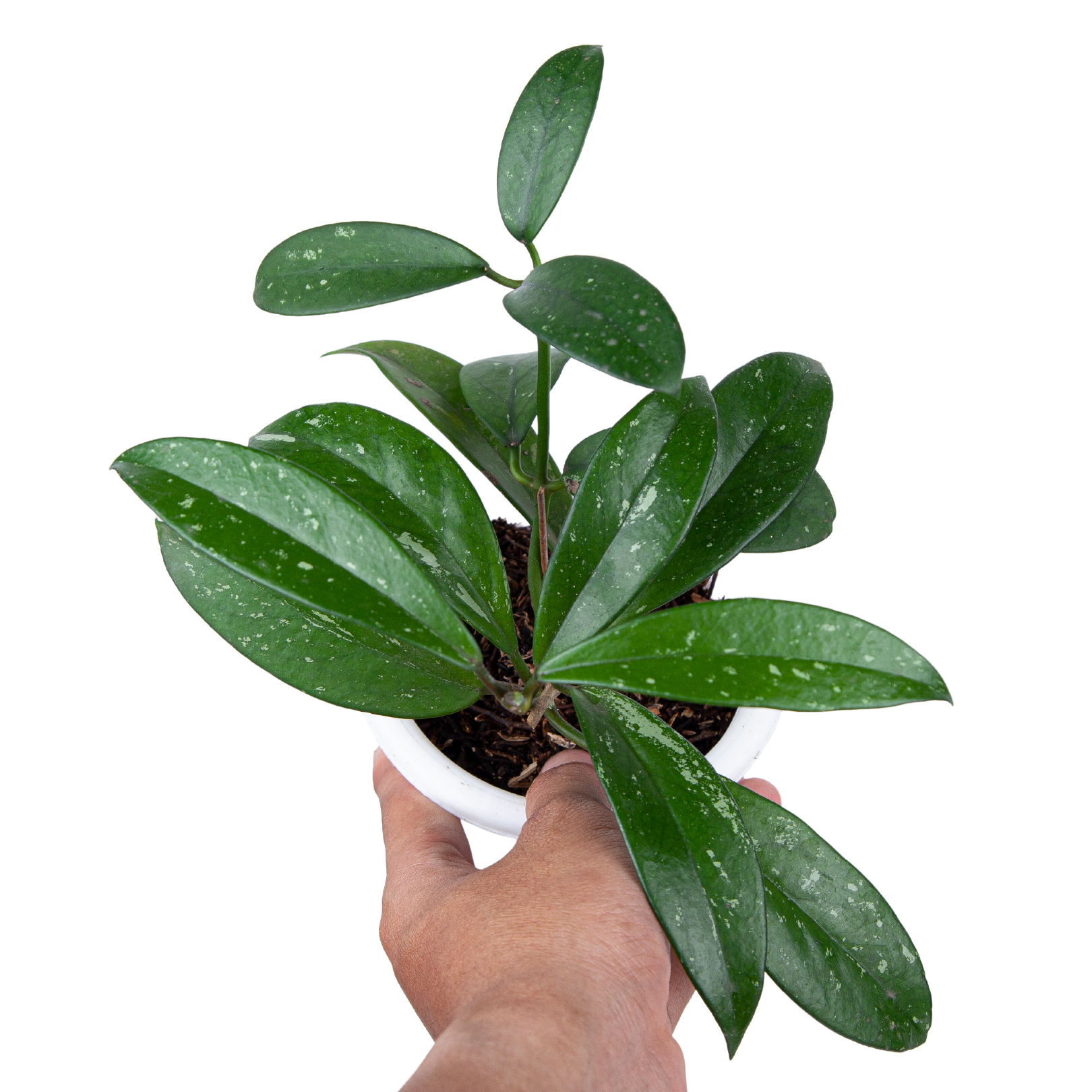 Hoya pubicalyx - Image 5