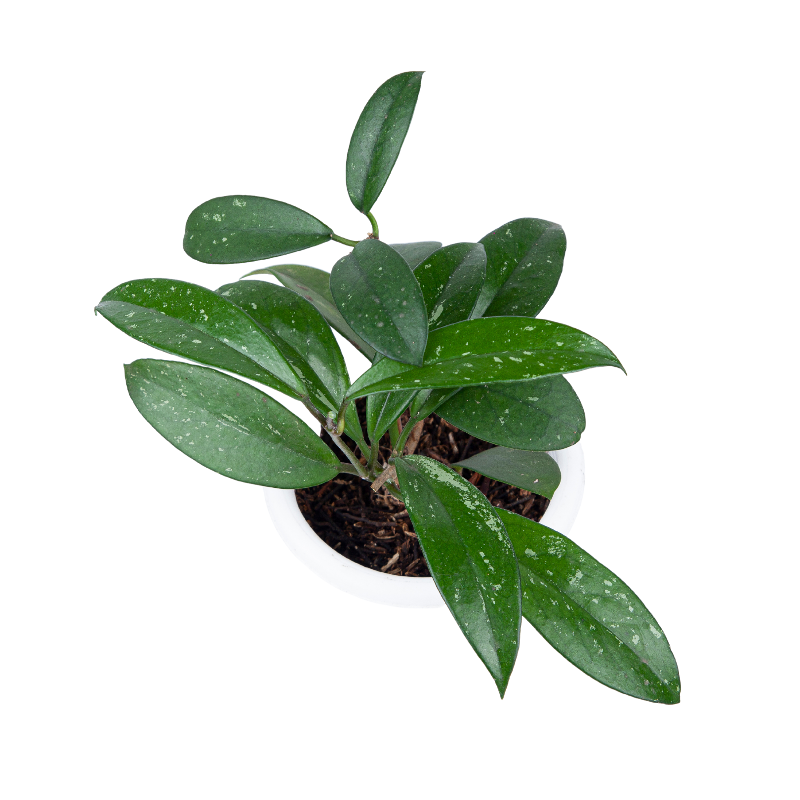 Hoya pubicalyx - Image 6