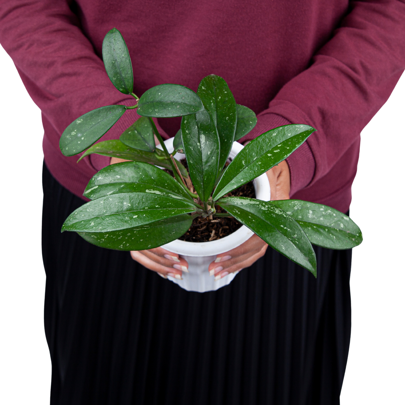 Hoya pubicalyx - Image 7