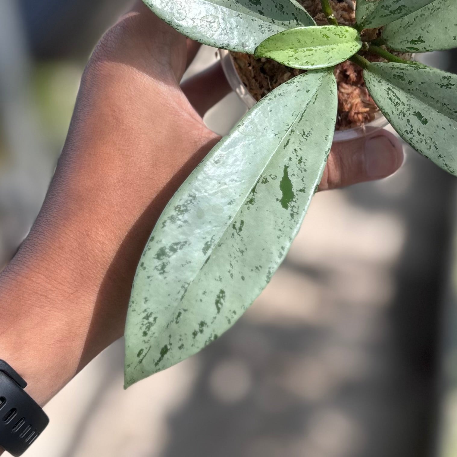 Hoya pubicalyx silver ghost - Image 2