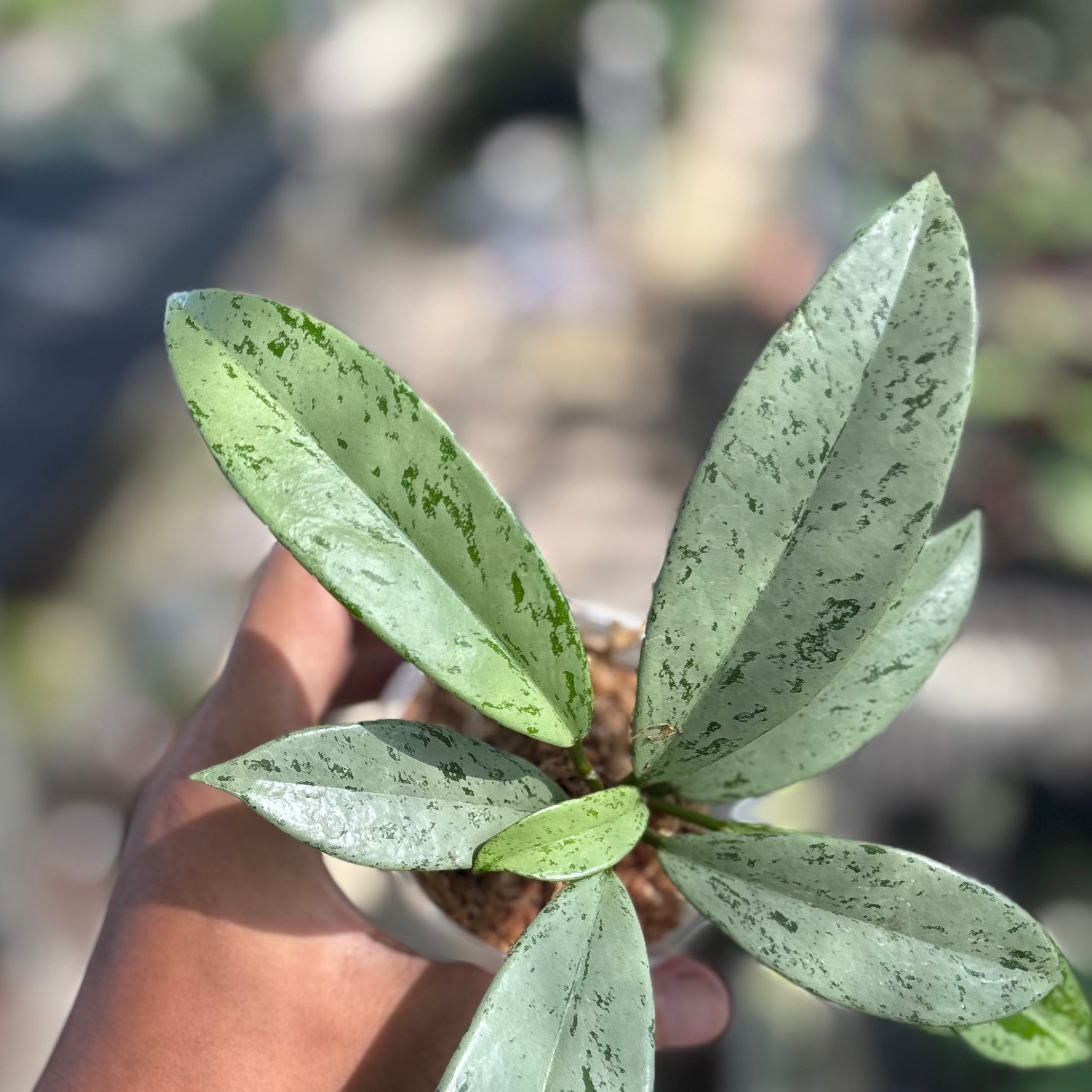 Hoya pubicalyx silver ghost - Image 3