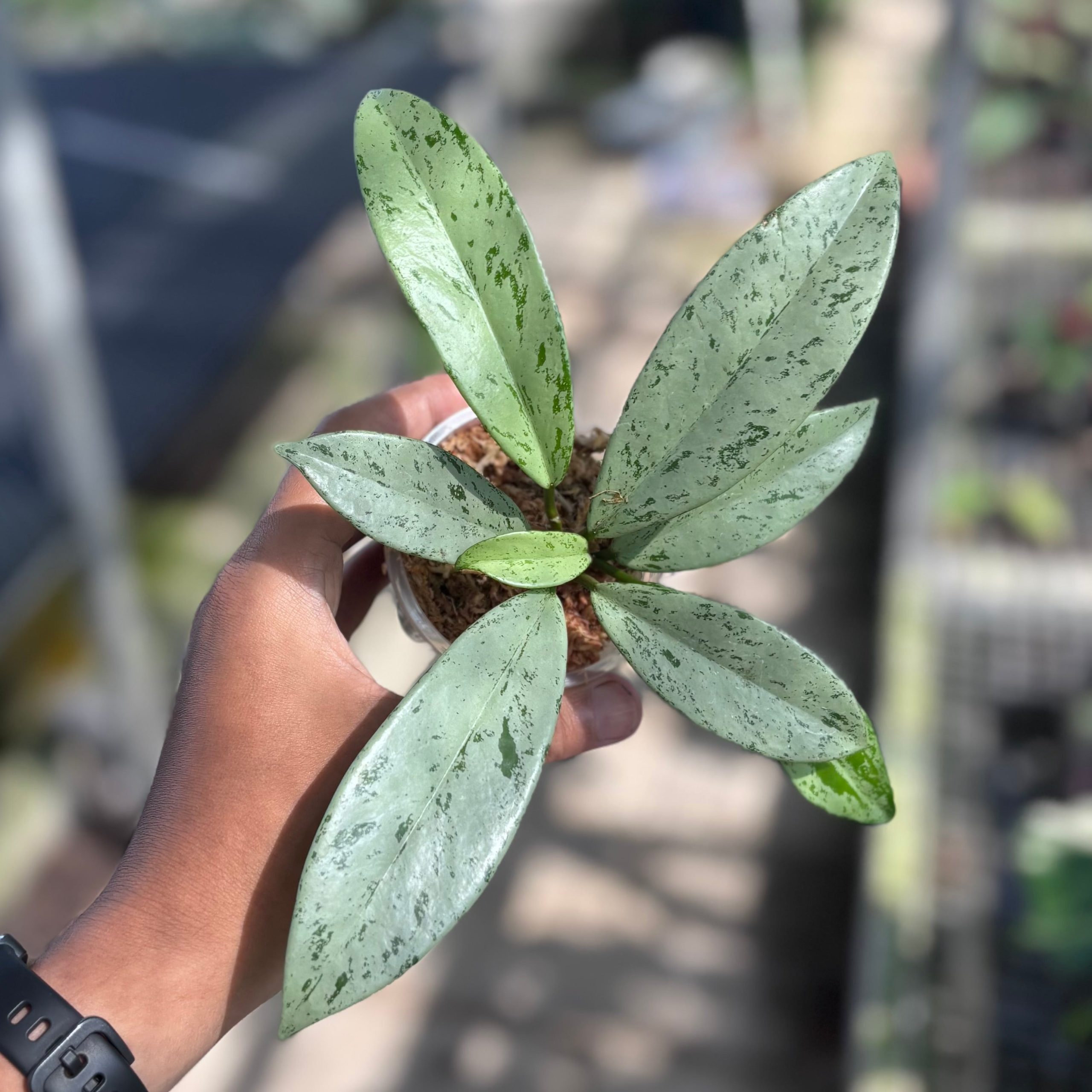 Hoya pubicalyx silver ghost - Image 4