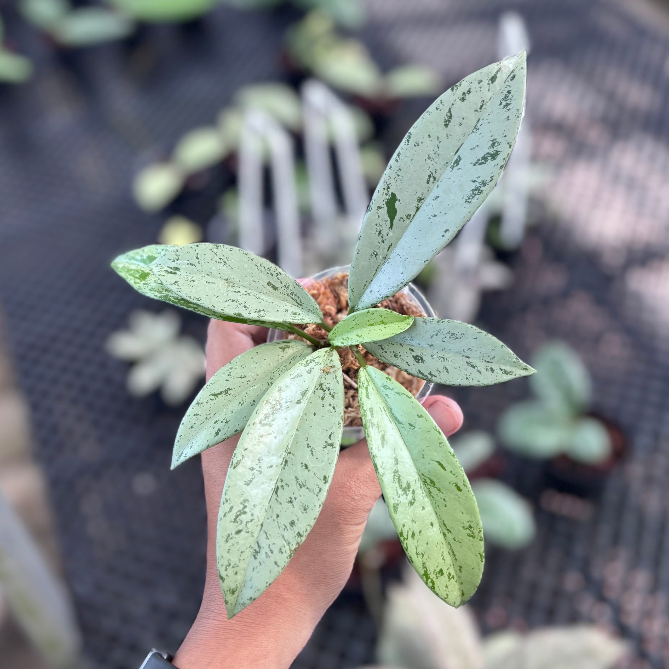 Hoya pubicalyx silver ghost - Image 5