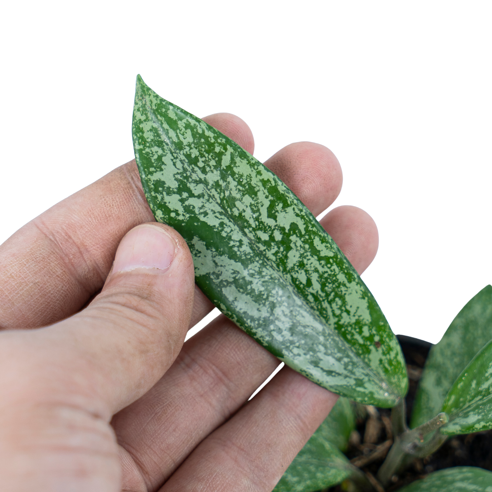 Hoya pubicalyx splash - Image 2