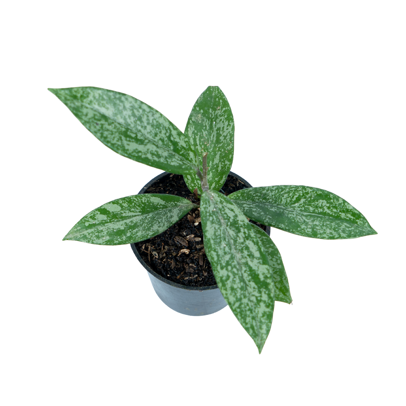 Hoya pubicalyx splash - Image 3