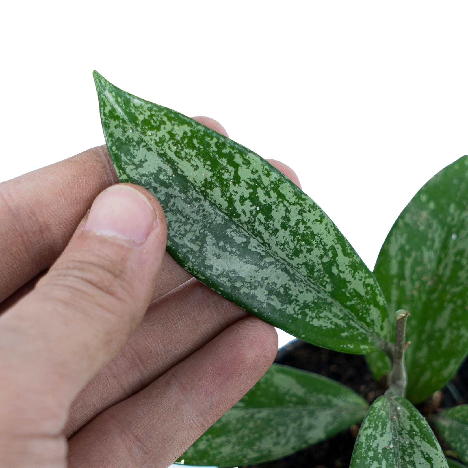 Hoya pubicalyx splash - Image 4