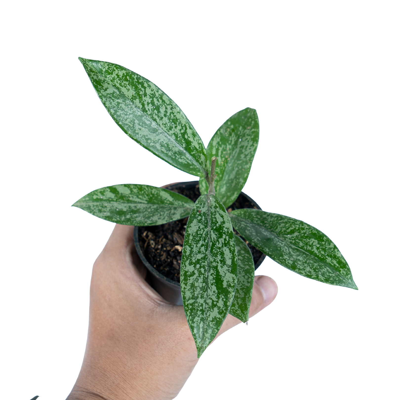 Hoya pubicalyx splash - Image 5