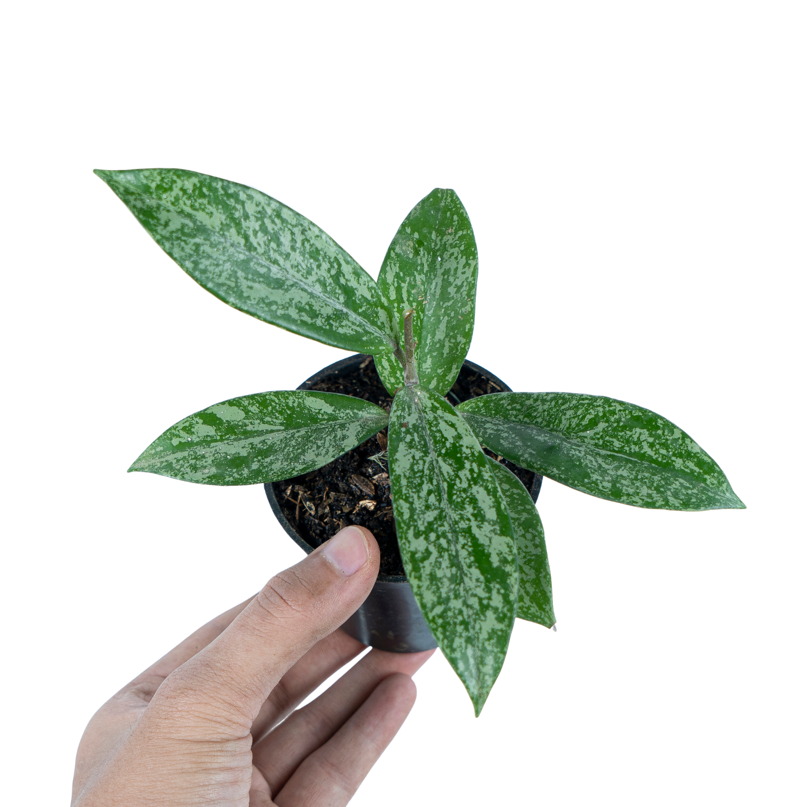 Hoya pubicalyx splash - Image 6