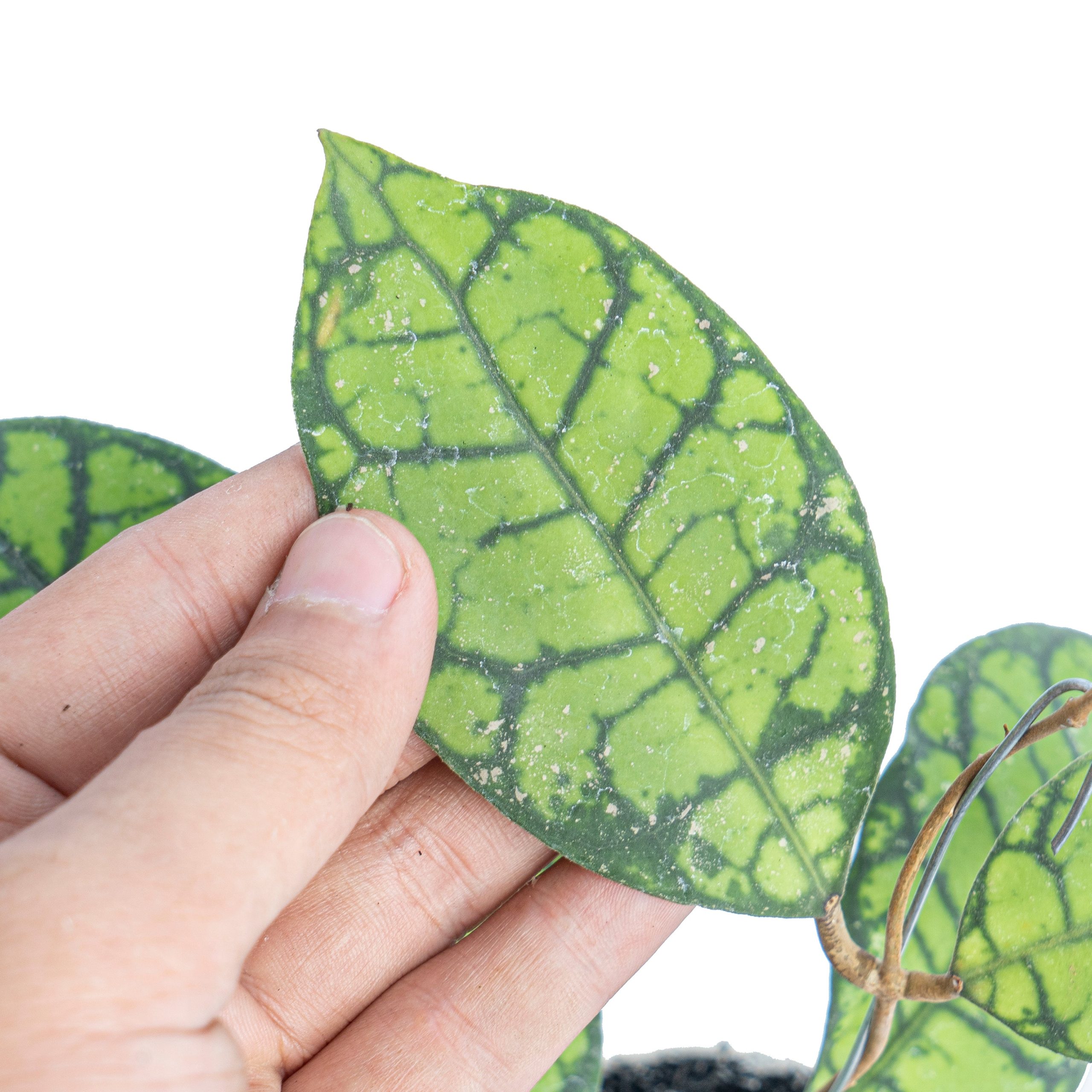 Hoya ranauensis - Image 2