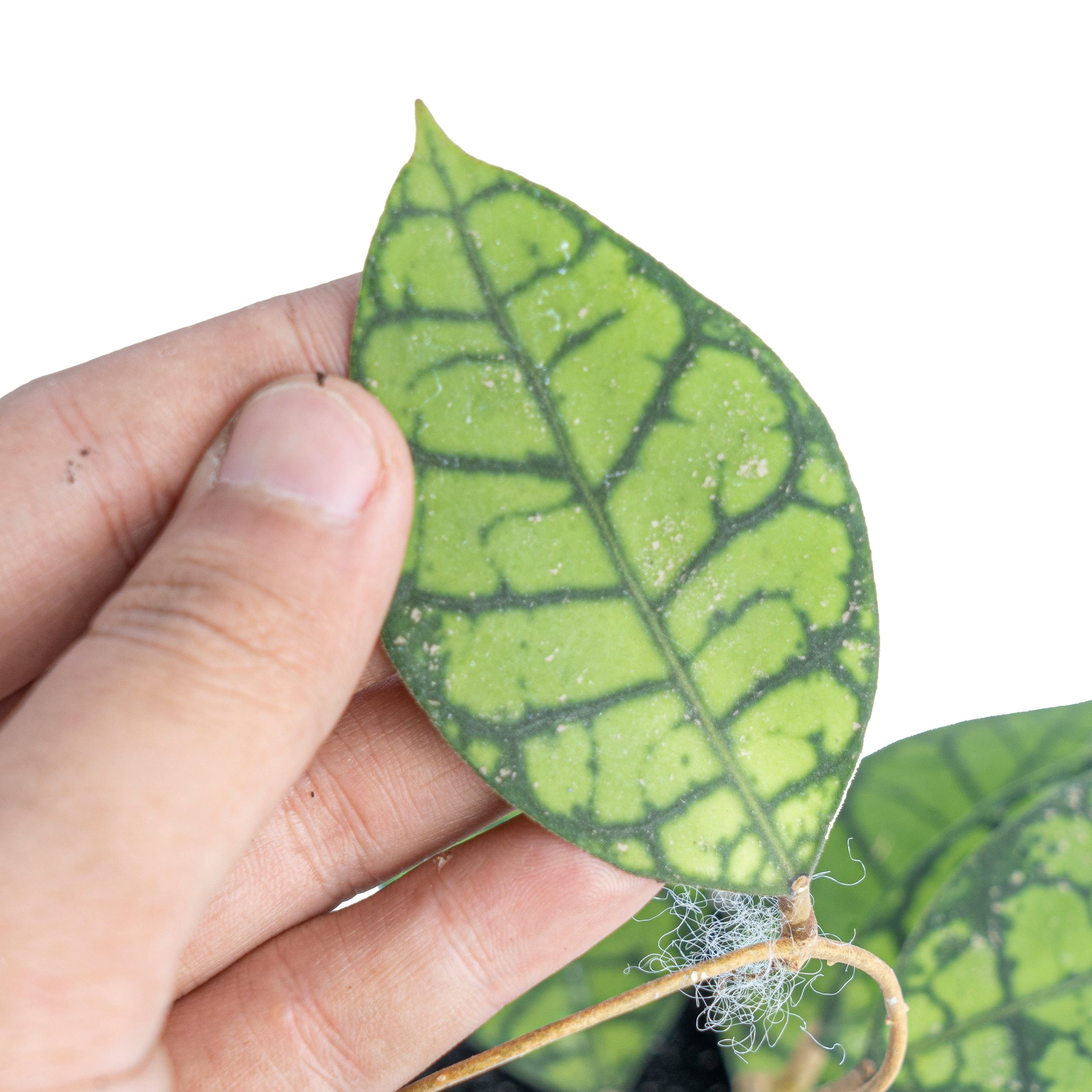 Hoya ranauensis - Image 3