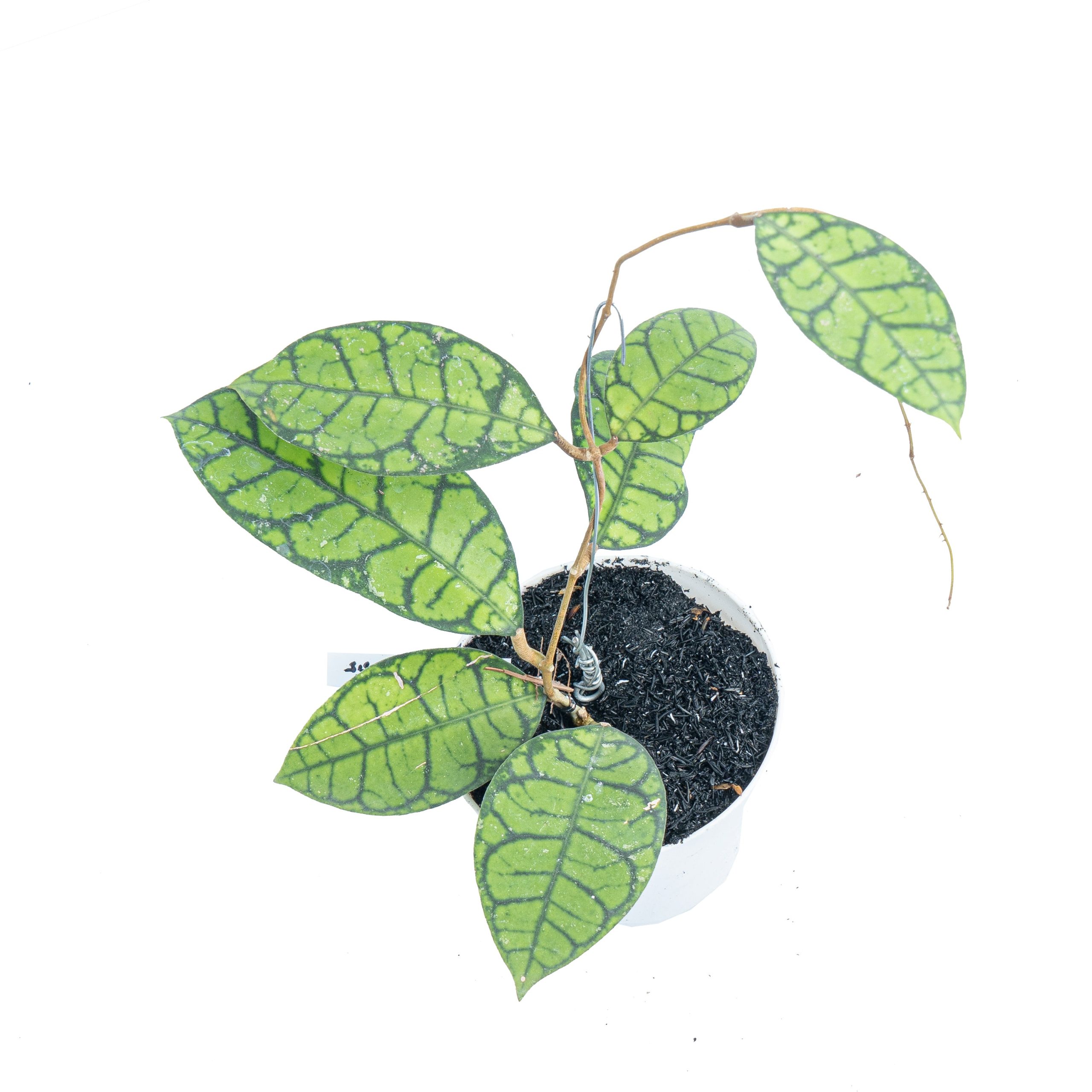 Hoya ranauensis - Image 4