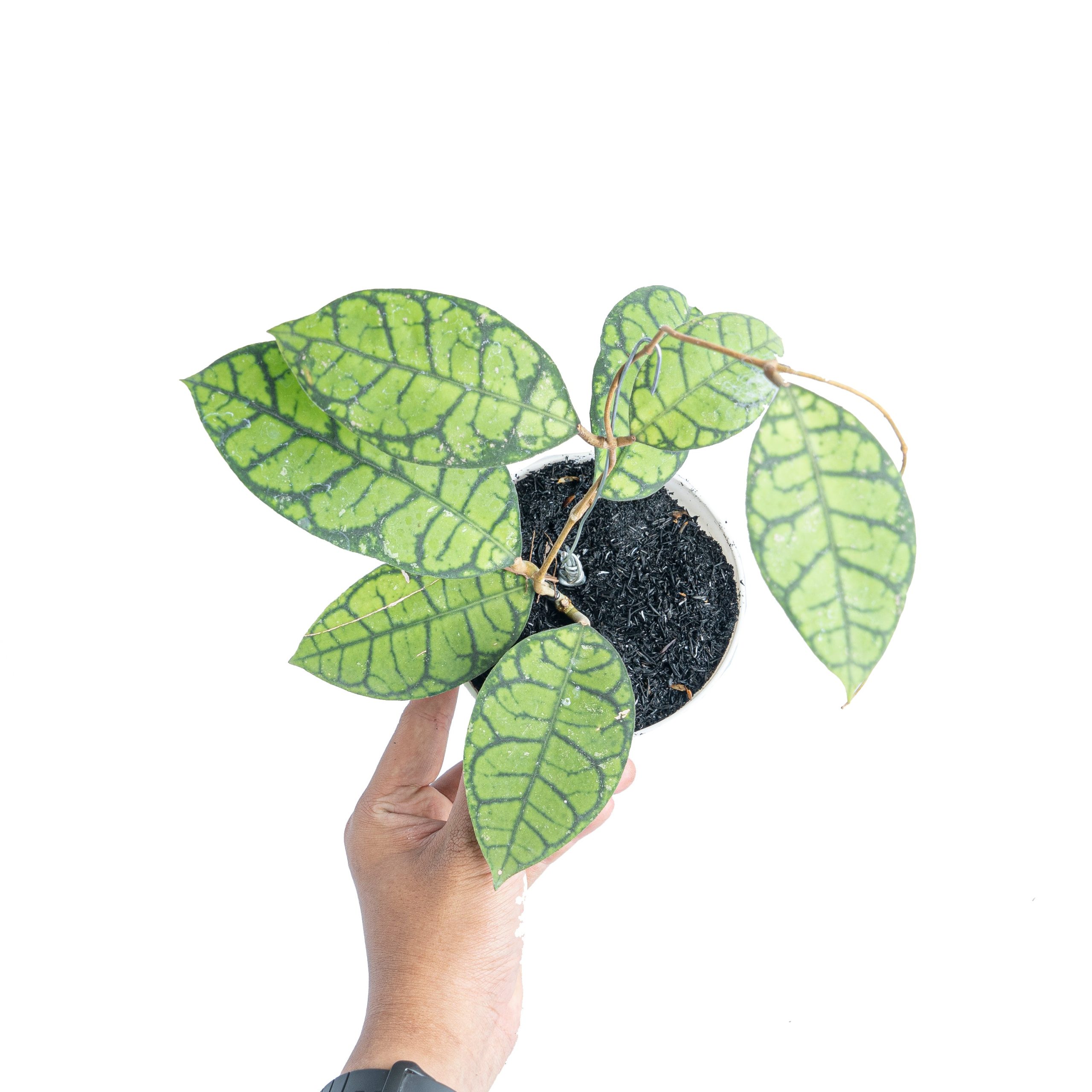 Hoya ranauensis - Image 5