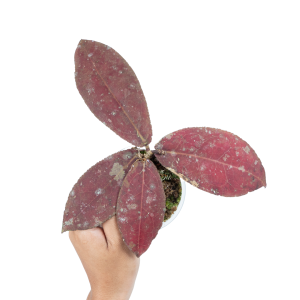 Hoya Red Undulata Sp Borneo