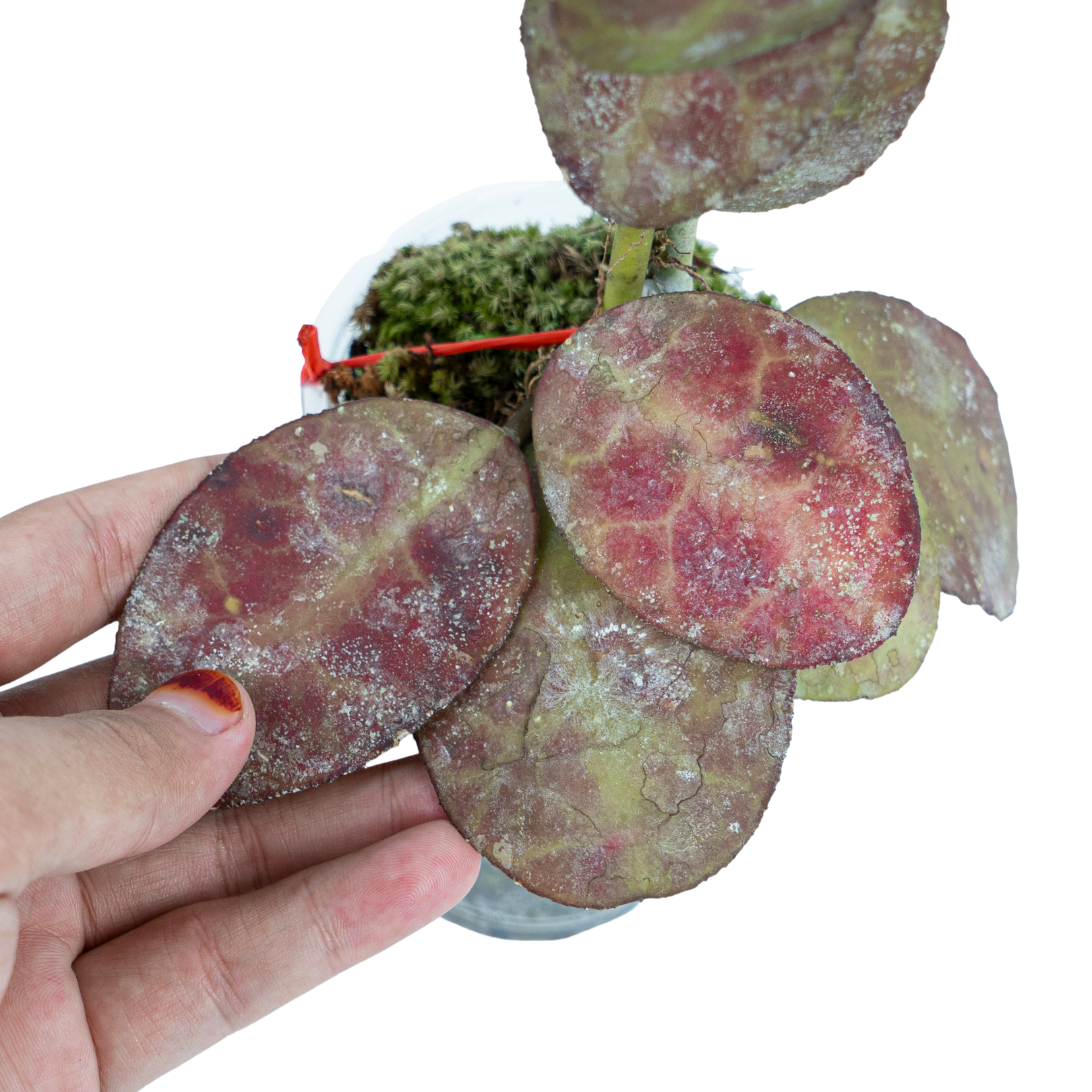 Hoya Red Waymaniae - Image 2
