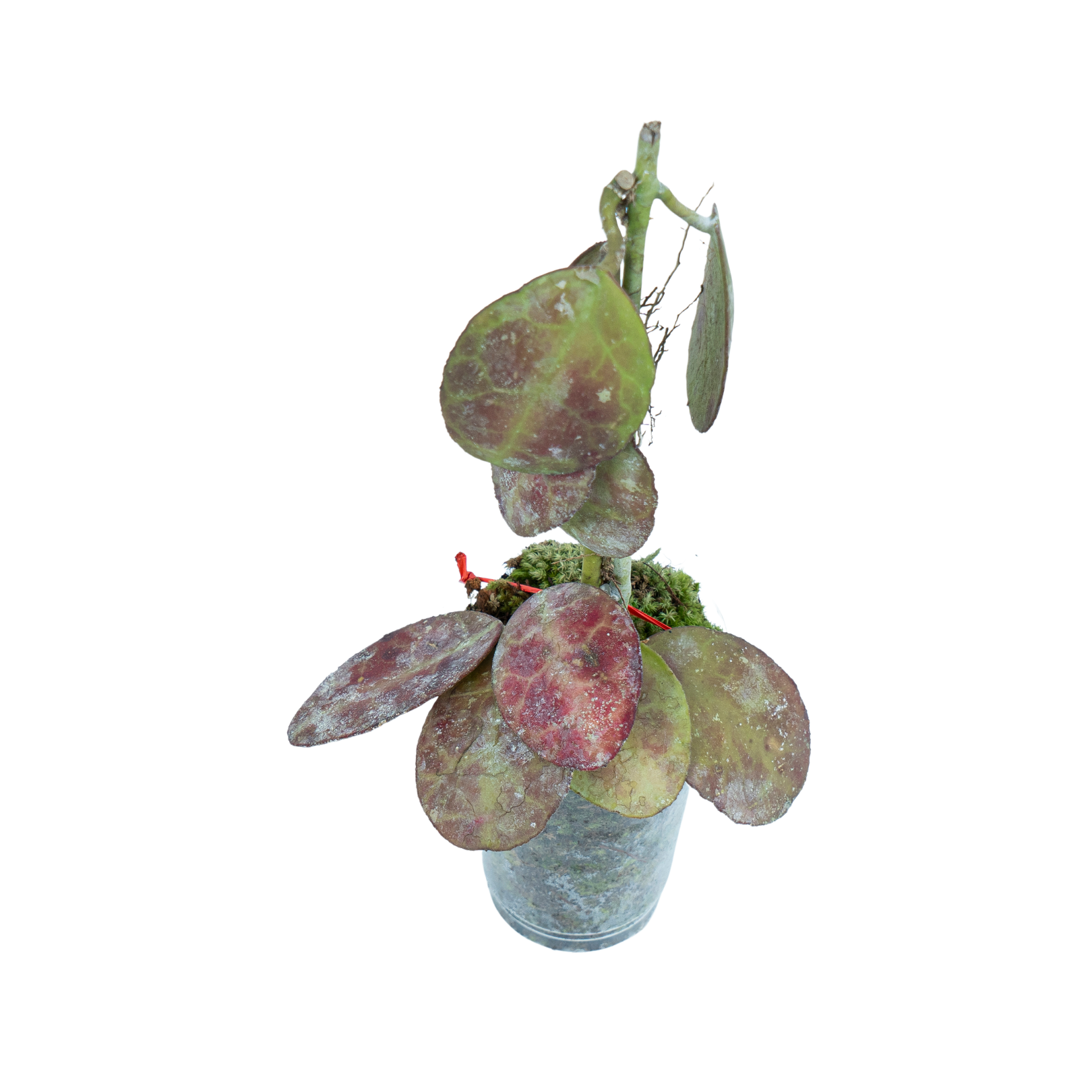 Hoya Red Waymaniae - Image 3