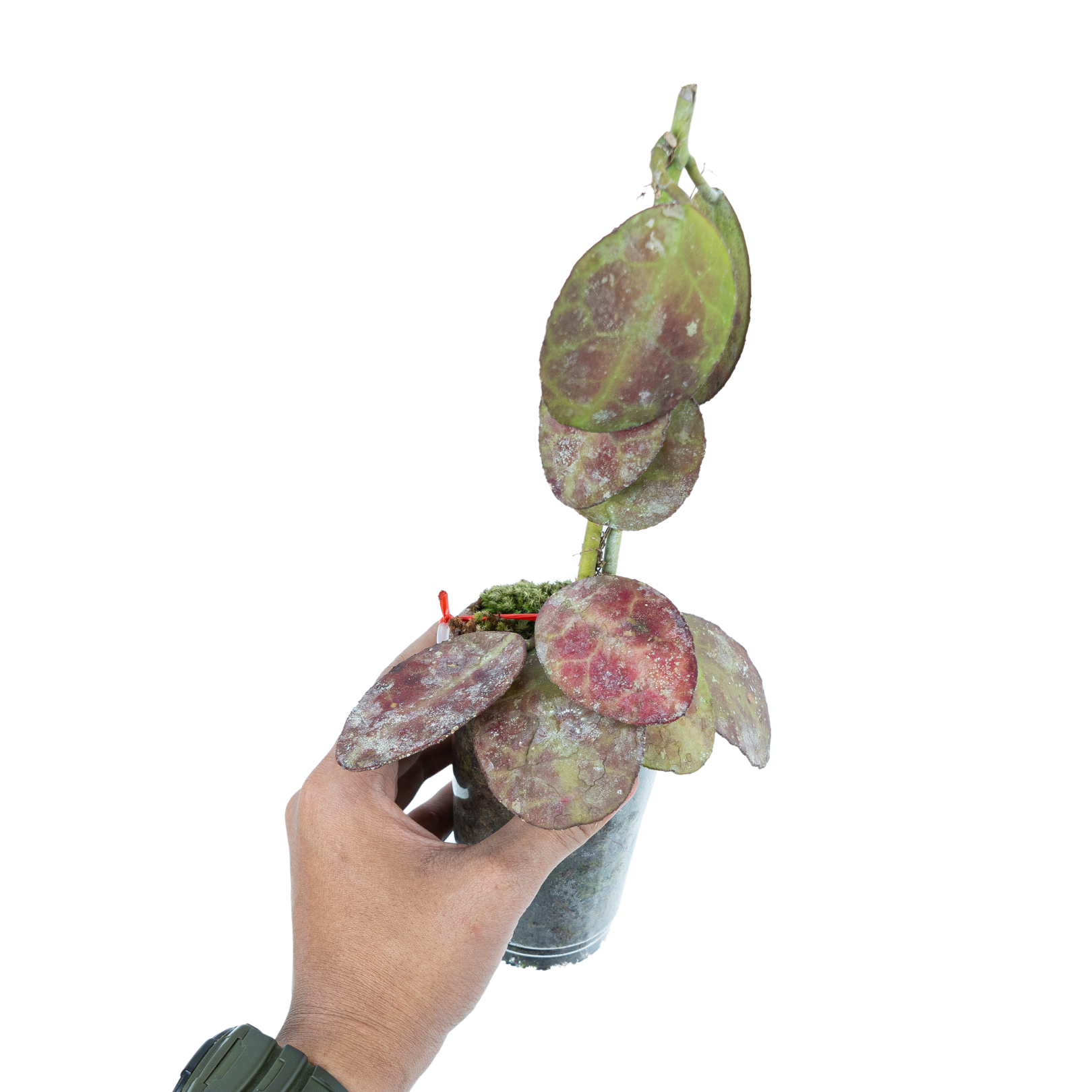 Hoya Red Waymaniae - Image 4