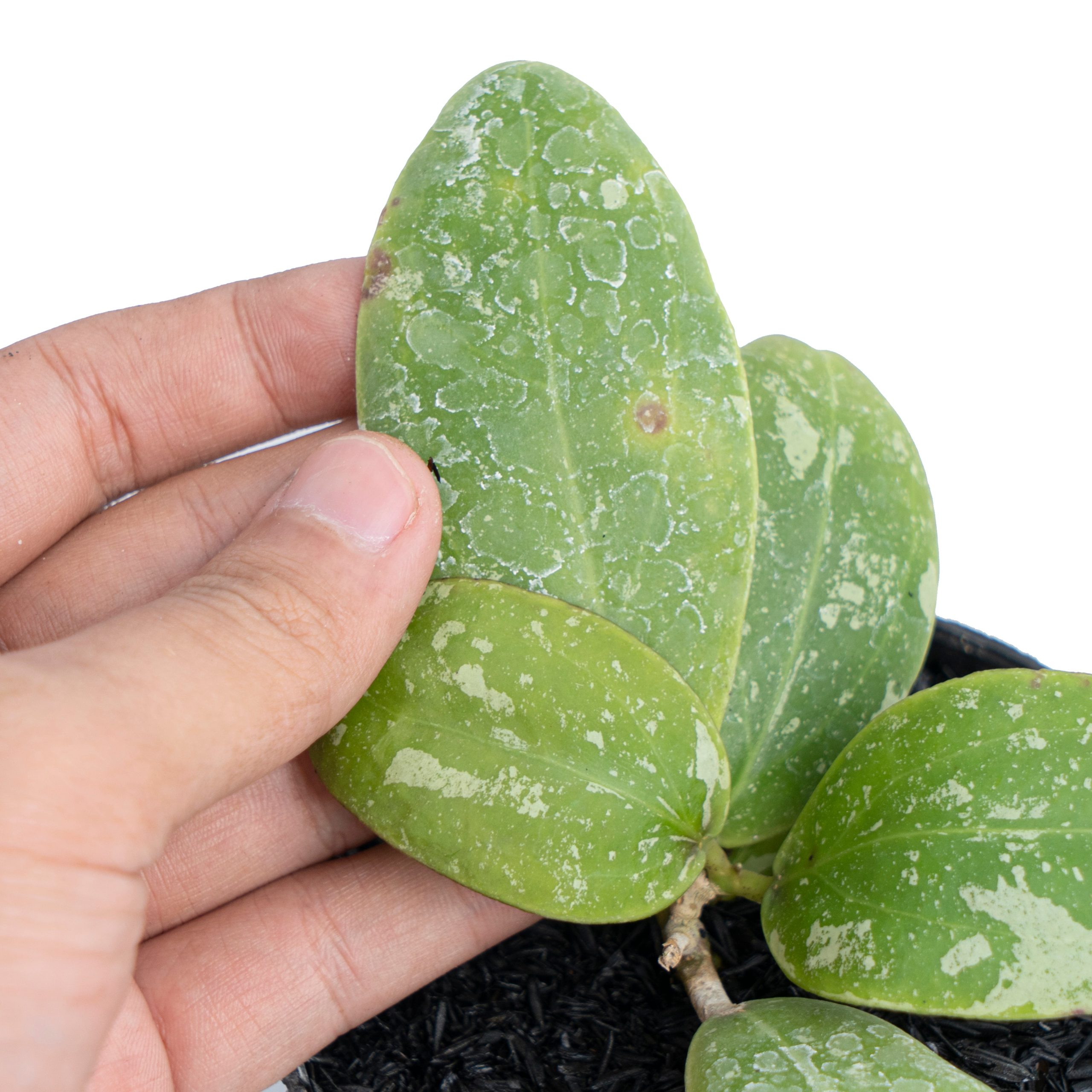 Hoya Rintzii Splash - Image 2