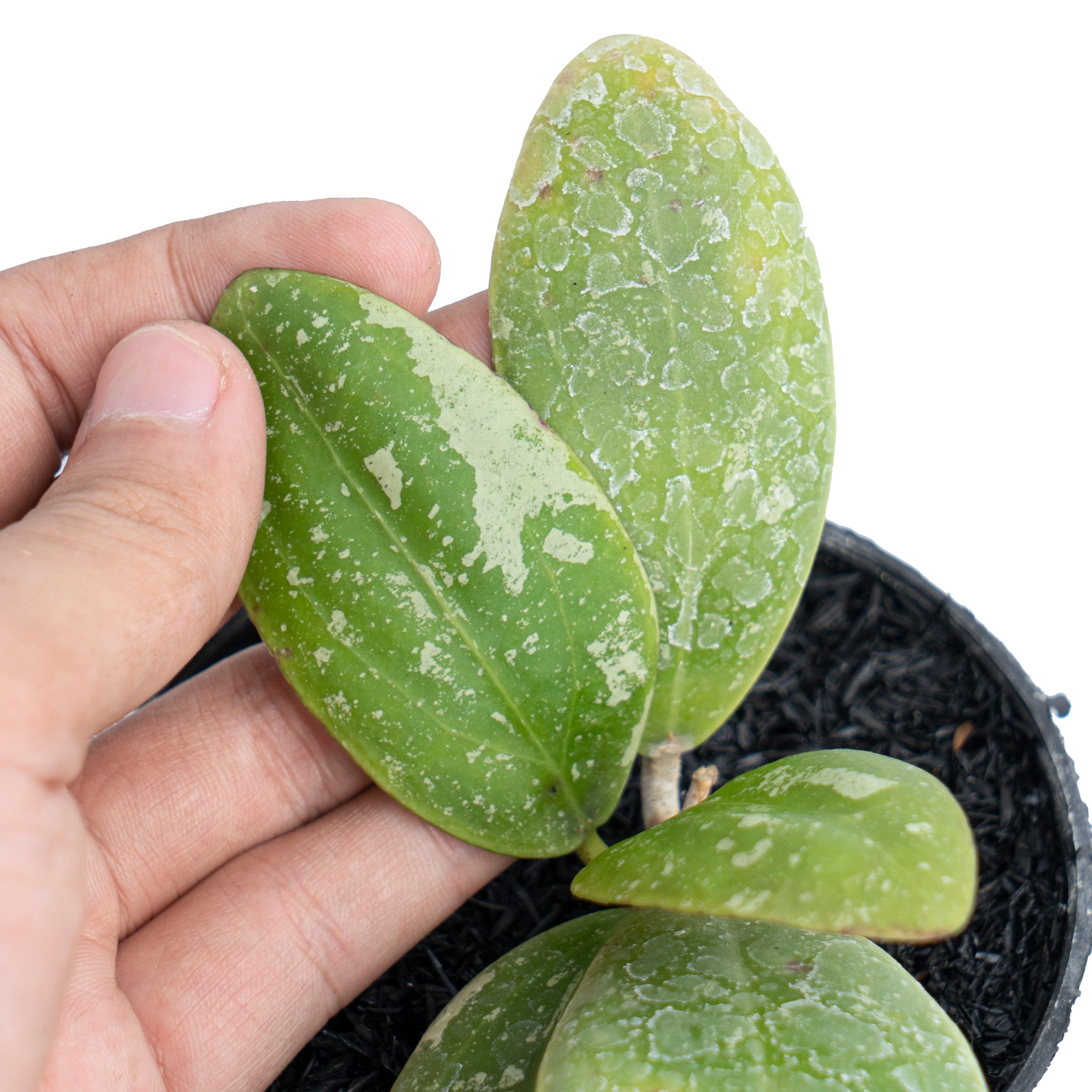 Hoya Rintzii Splash - Image 3