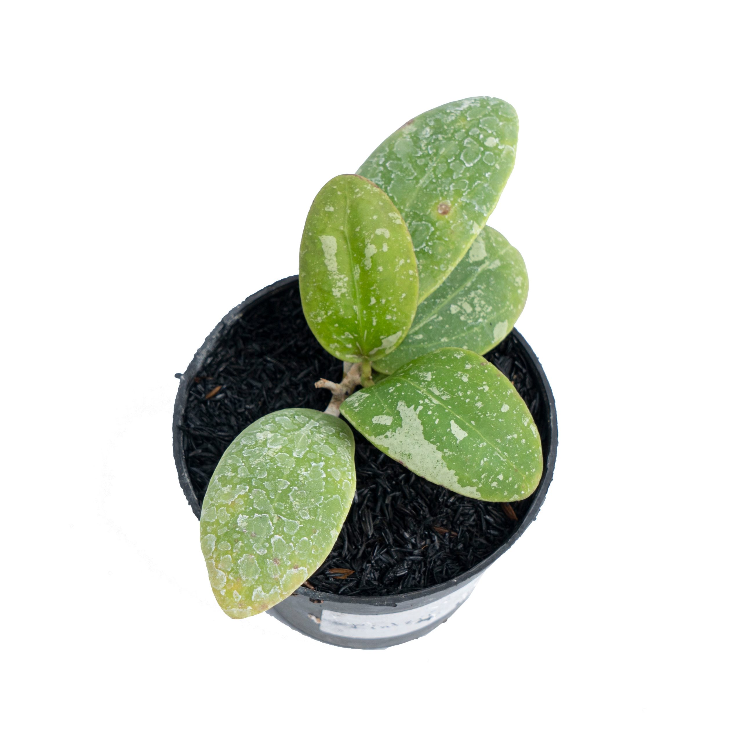 Hoya Rintzii Splash - Image 4