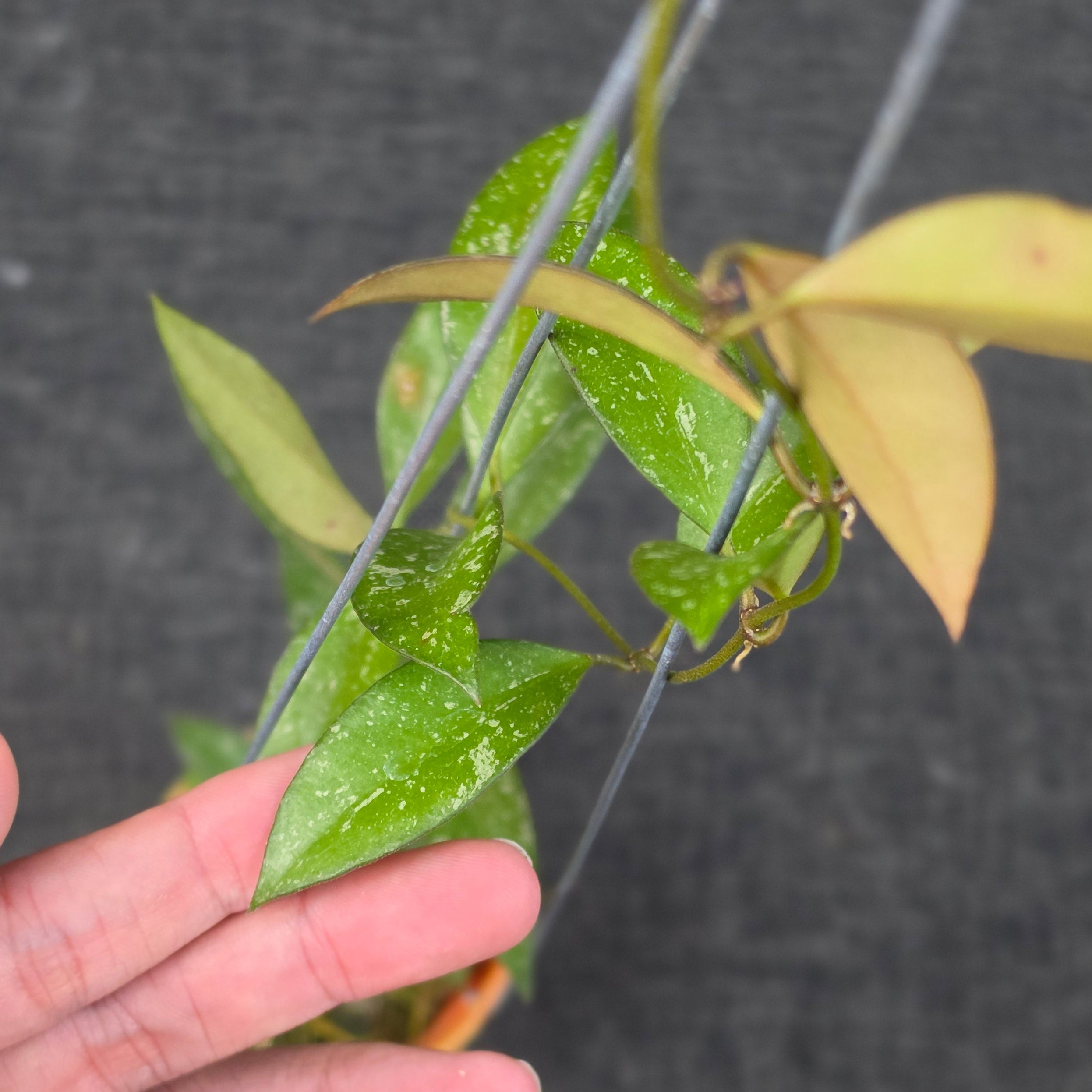 Hoya 'Rosita Splash' - Image 2