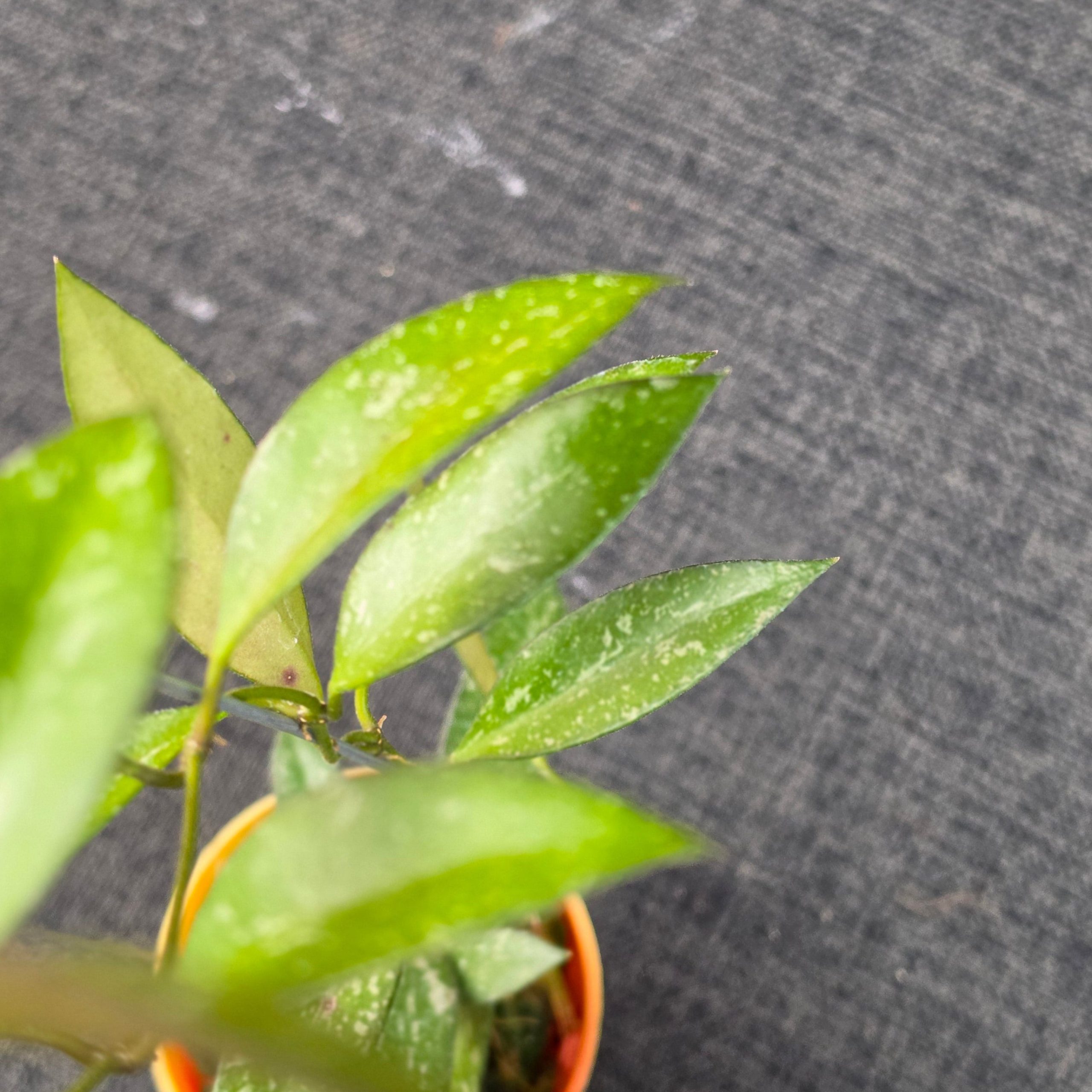 Hoya 'Rosita Splash' - Image 4
