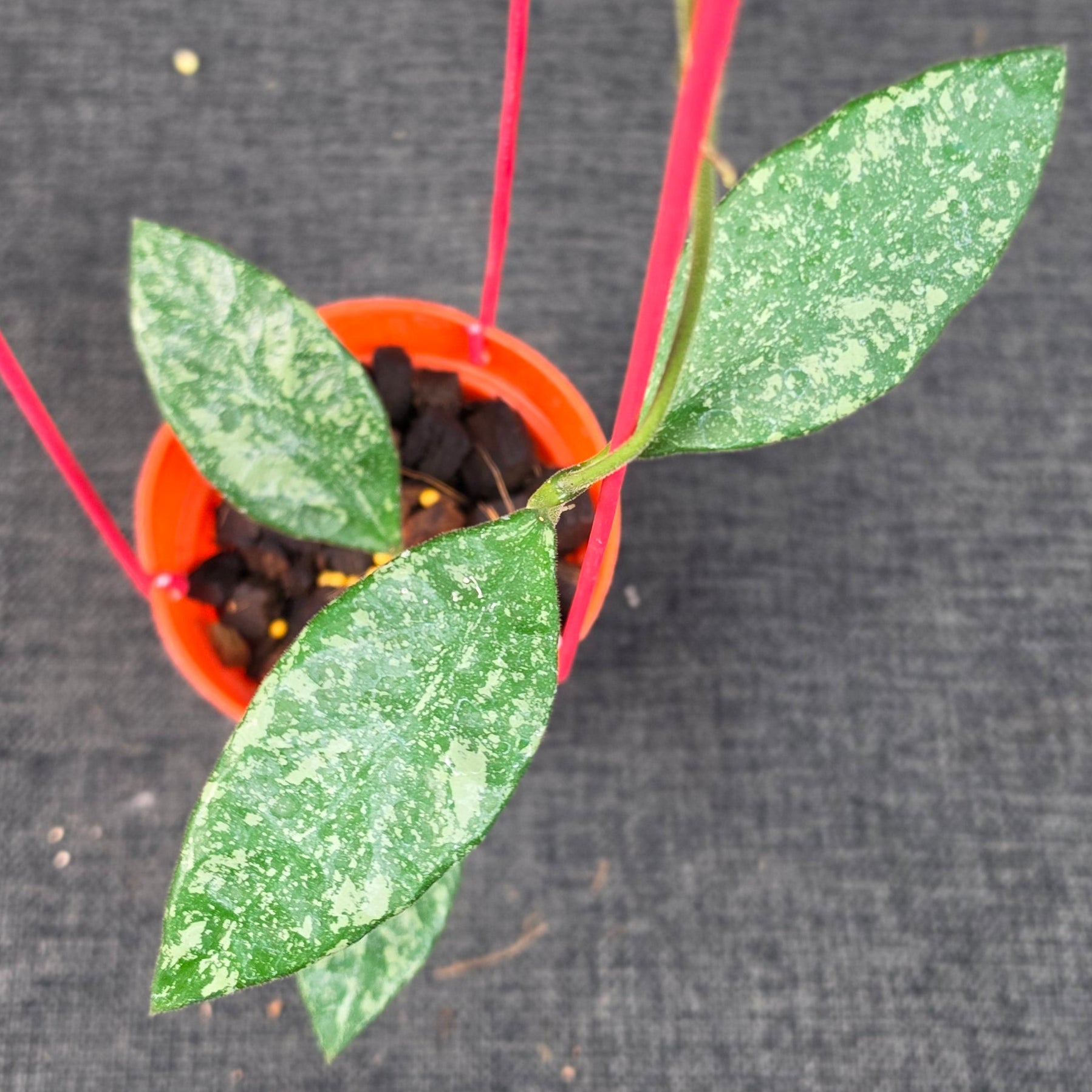Hoya rundumensis 'High Splash' - Image 2