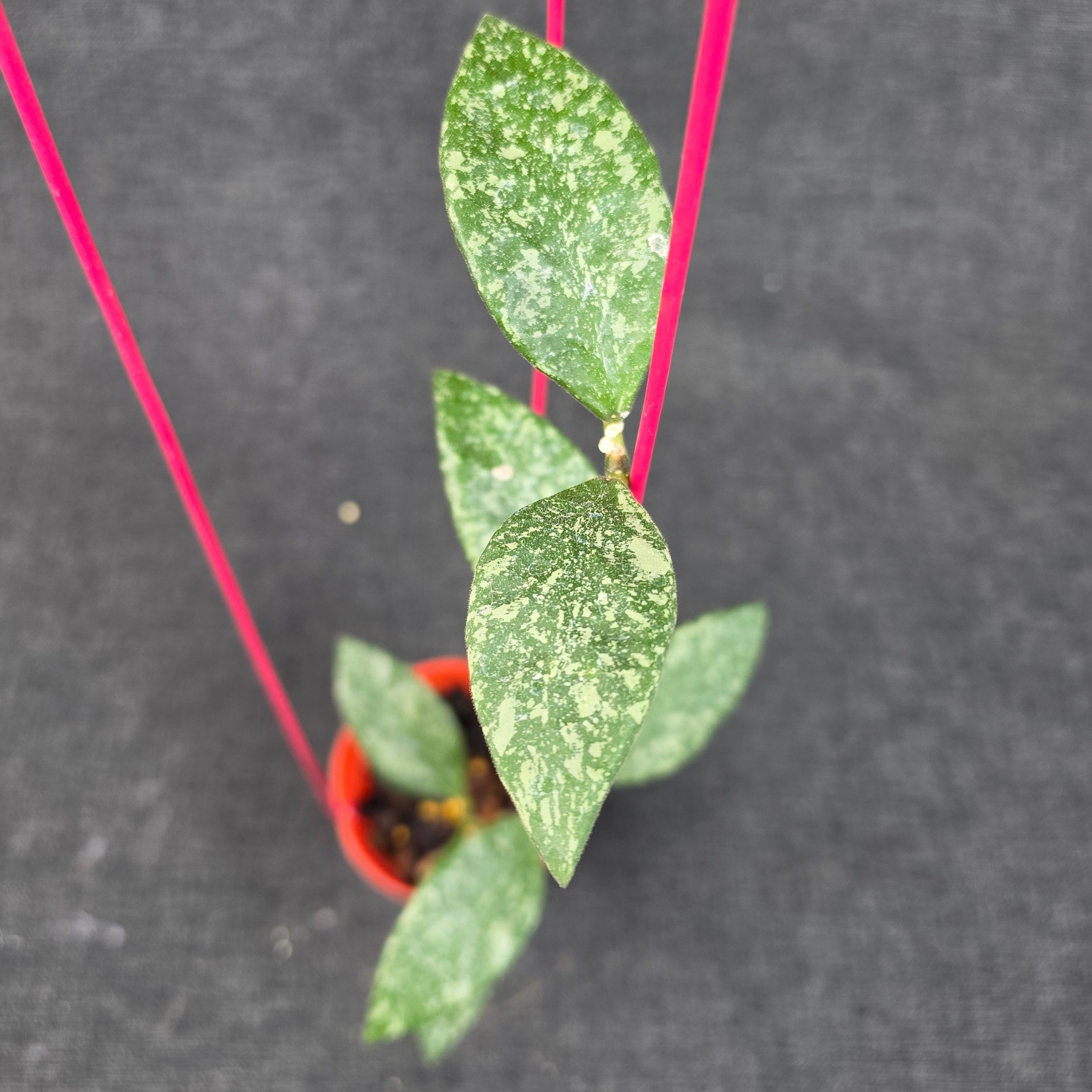 Hoya rundumensis 'High Splash' - Image 3